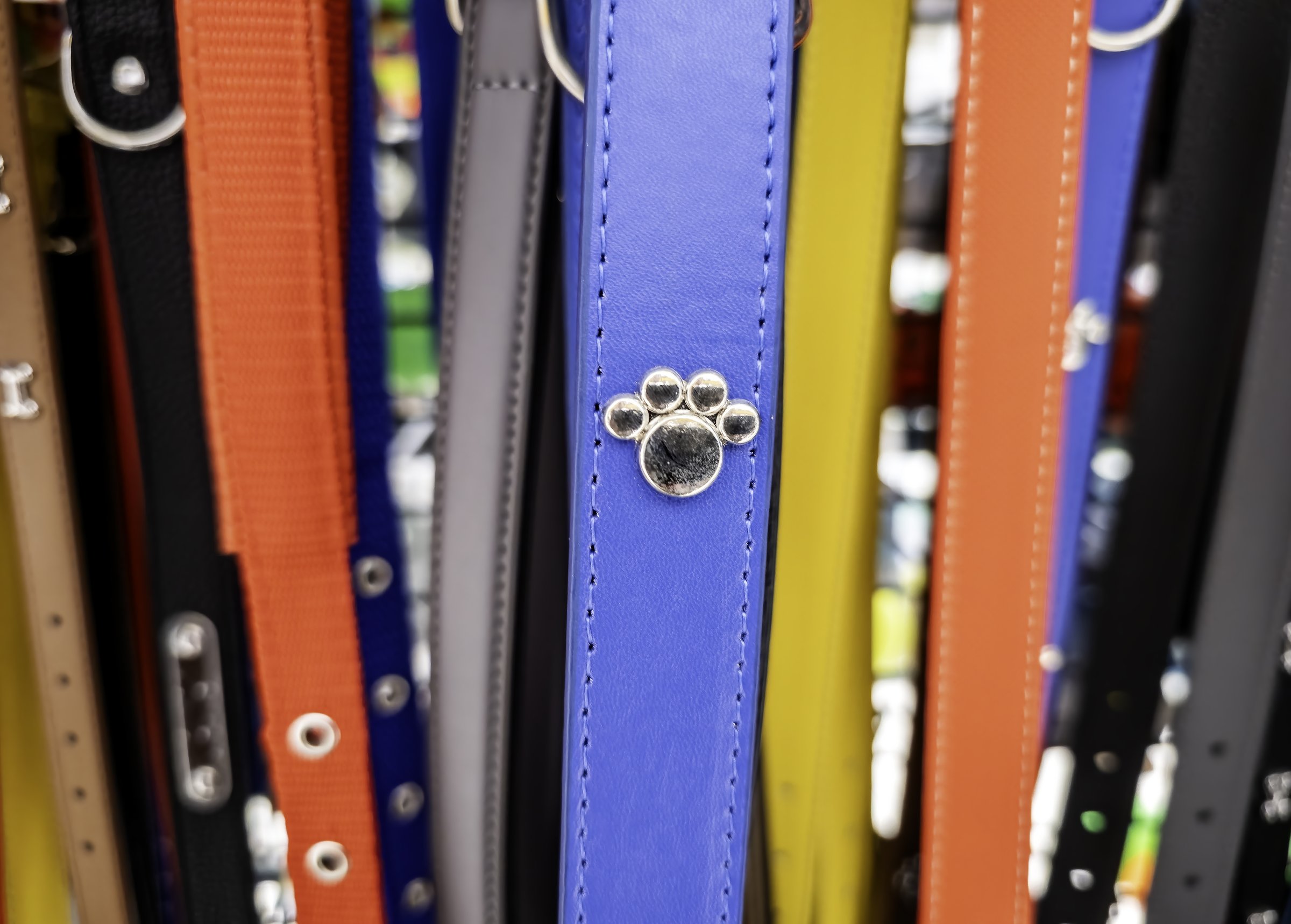 Detail of decorated dog collar, safety