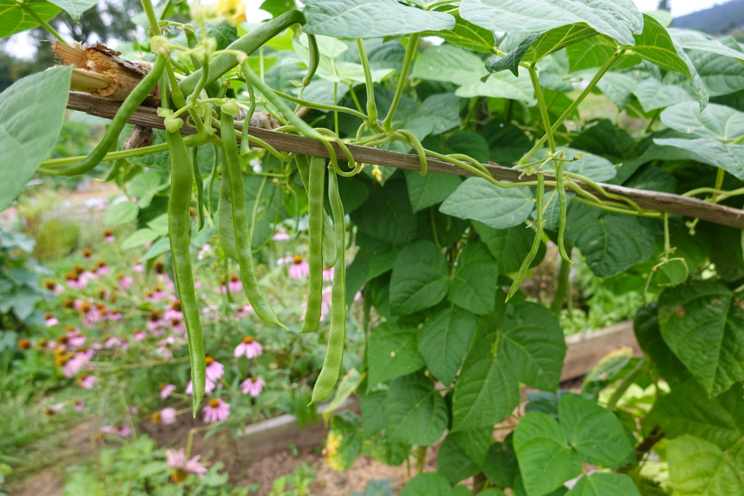 many green beans growing in the vegetable garden. beans growing on a vine for plants