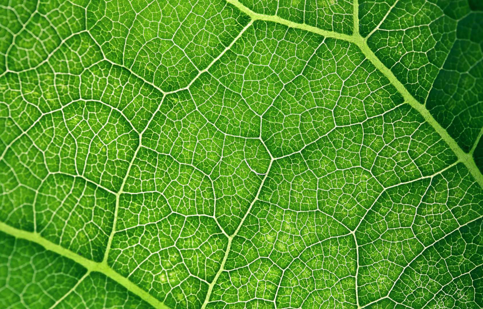 macro photography of a green leaf with streaks