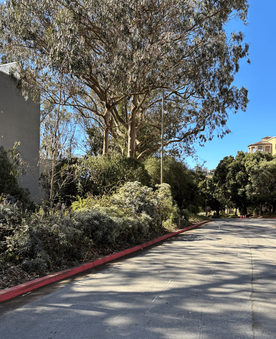 Laguna Hospital Vegetation Cleanup image 2