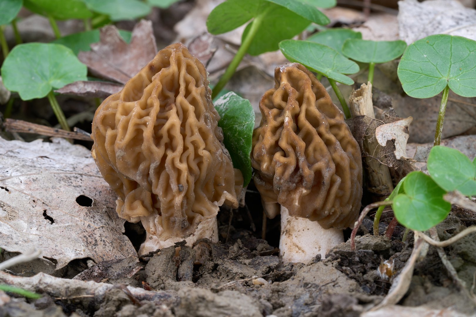Verpa bohemica mushroom in the leaves. Known as wrinkled thimble morel or early false morel. Two edible mushrooms in poplar forest.