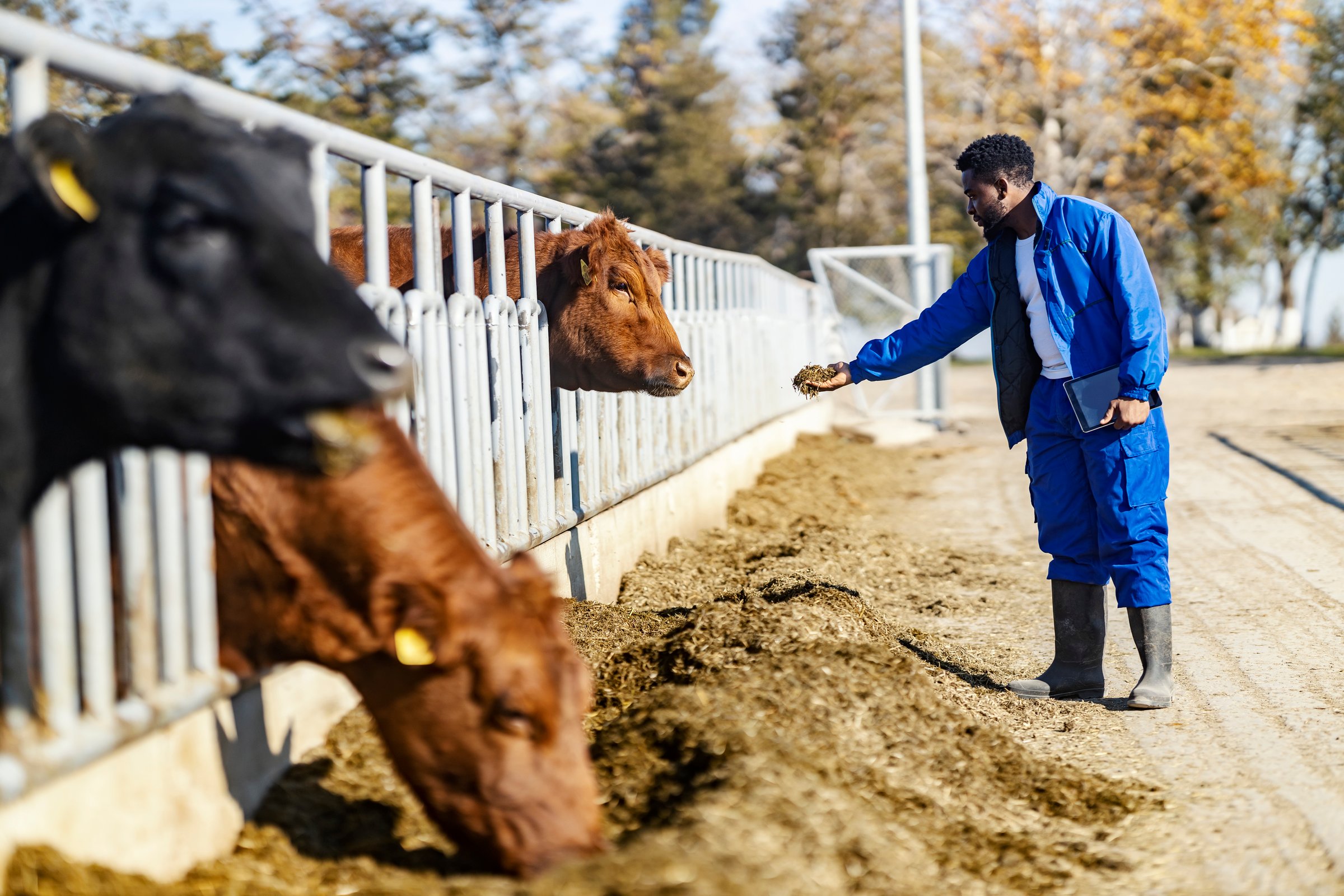 Agriculturist with tablet feeding cows