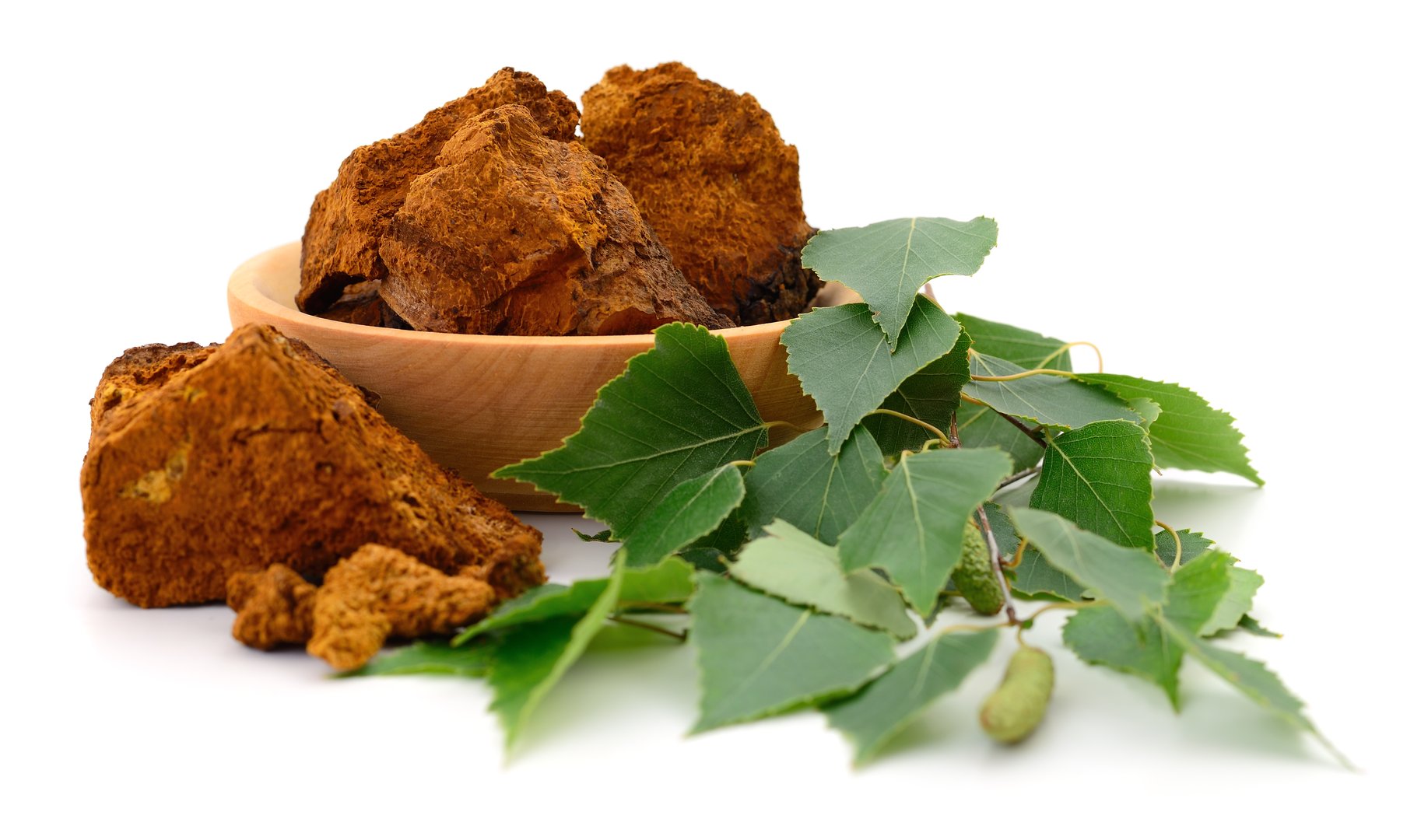 Dry chaga mushroom pieces in wooden bowl with fresh green birch leaves isolated on white background. Natural herbal remedy used in traditional medicine, tea, health and wellness concepts.