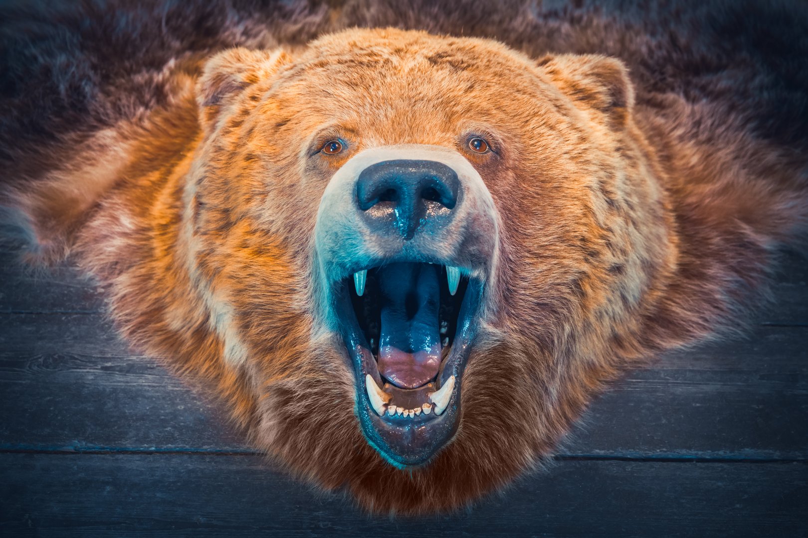 Head of Bear and skin. Hunting Trophy. Retro toned photo.