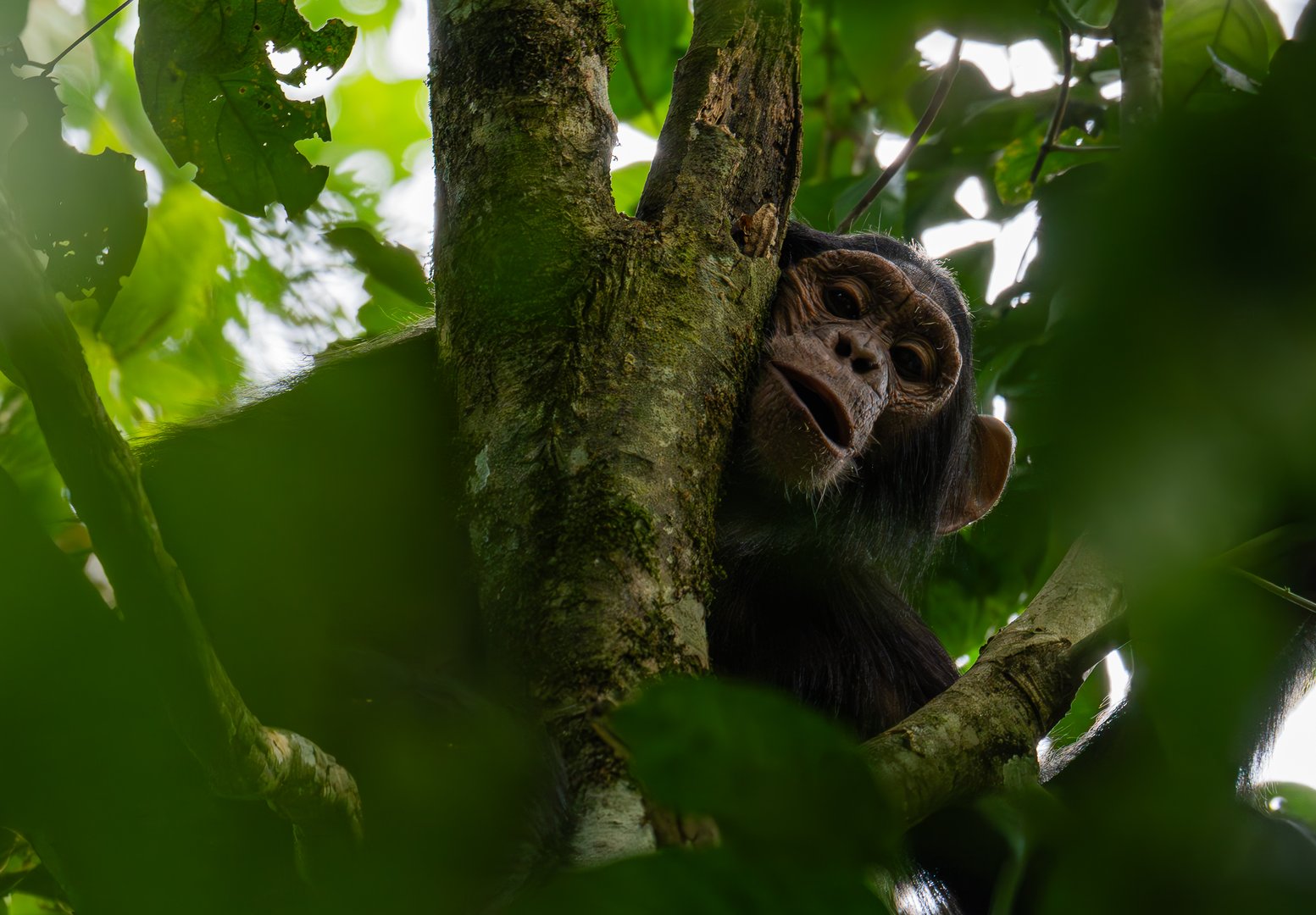 chimpanzee on a tree