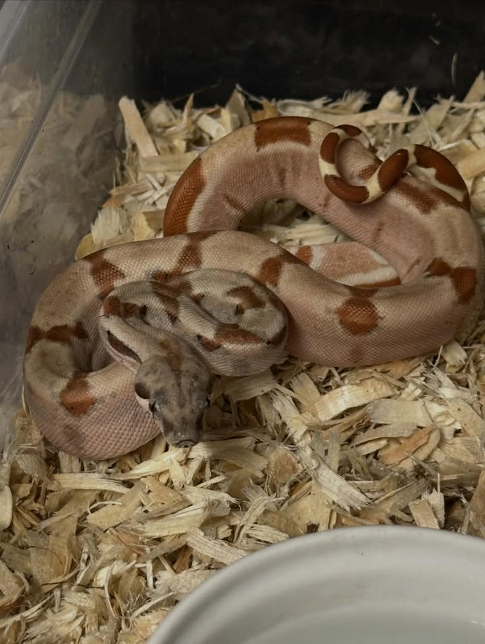 JUNGLE Poss Super Hypo Het VPI Boa
