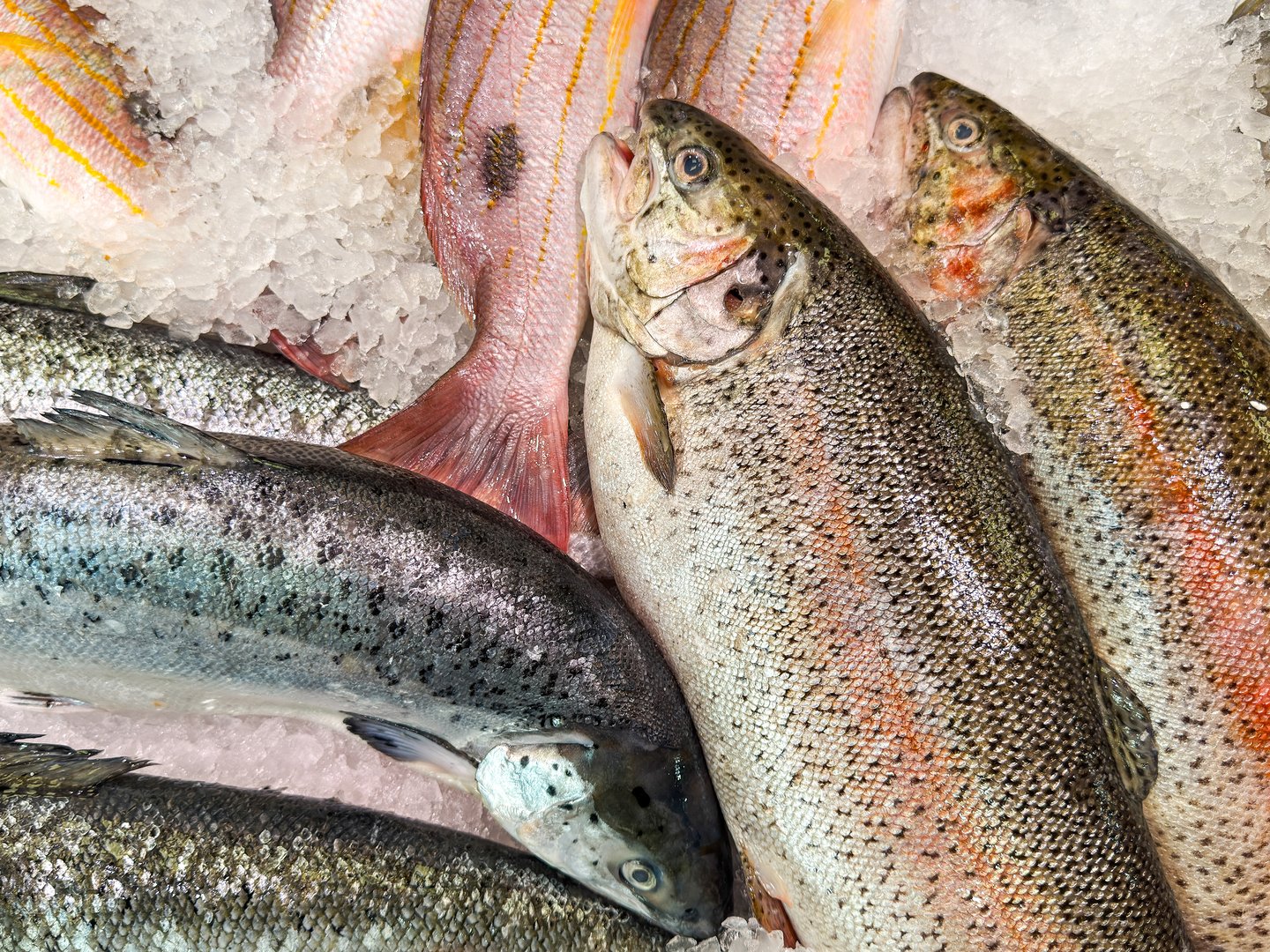 Close up view of fresh salmon fish on ice on a fishmonger's stall in a market. No people.