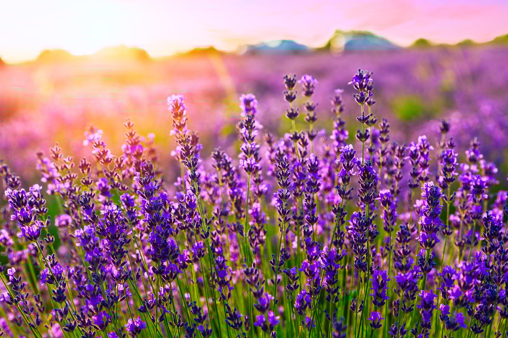 Sunset over a violet lavender field in Provence, France