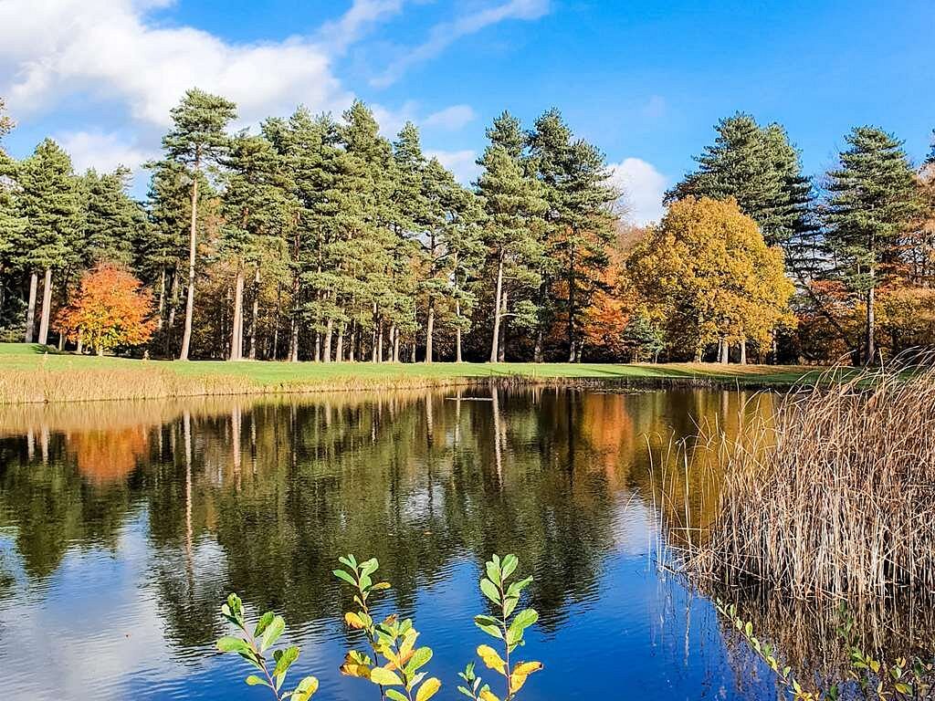 Forest Pines woodland setting