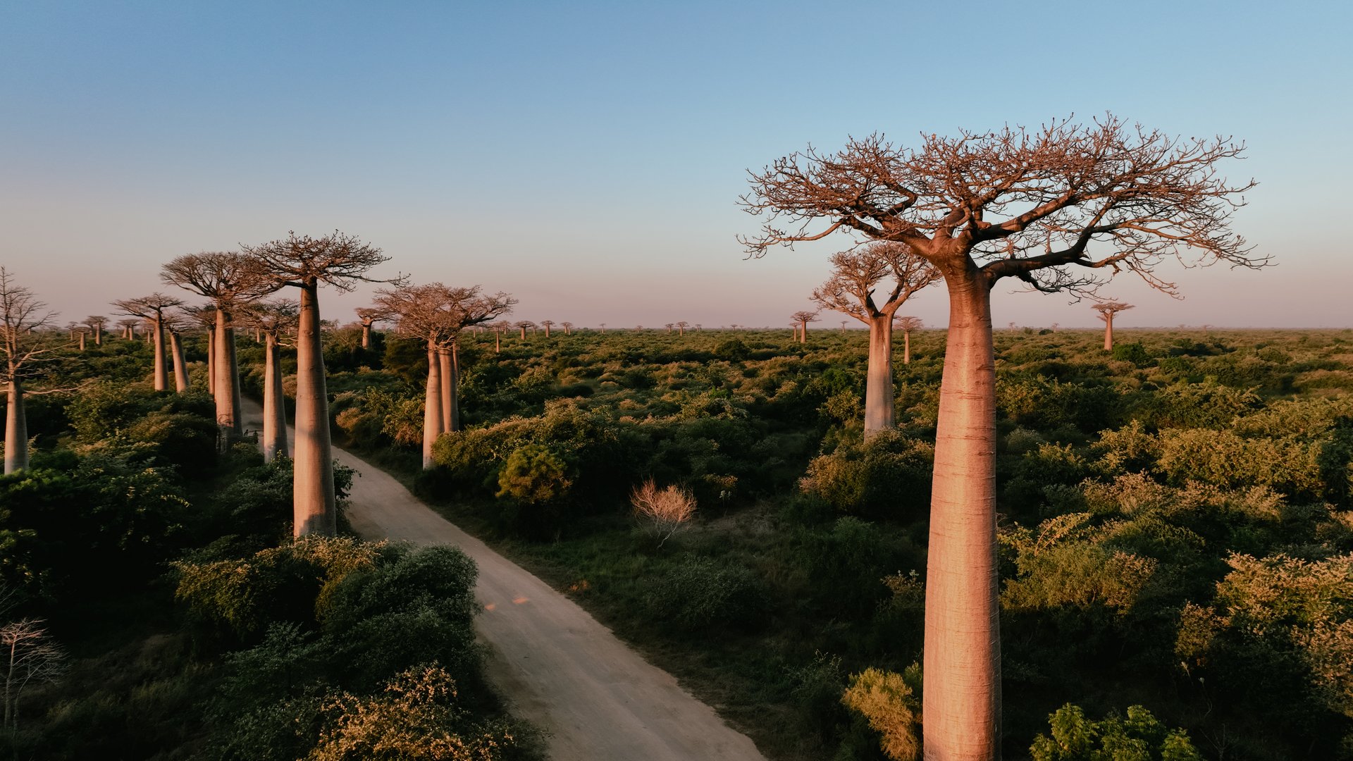 Wander through Baobab Alley in Madagascar as the sun sets, casting a warm glow on the iconic baobab trees lining the path. Nature unfolds in tranquil beauty.
