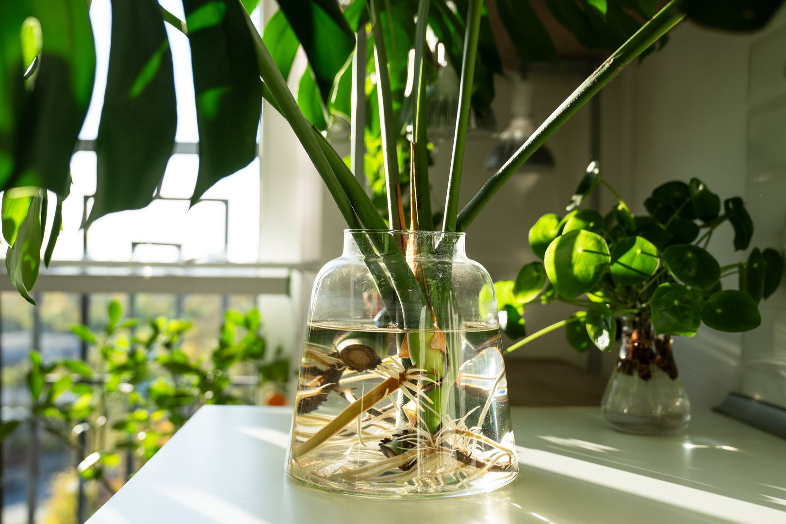 Propagating Monstera deliciosa plant from leaf cutting in water, closeup of houseplant sprouts in glass vase at home. Botany hobby. Hydroponic.