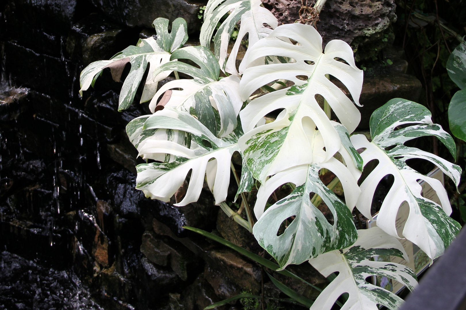Monstera Albo.monstera deliciosa. variegated monstera background. Monstera deliciosa Albo Variegata. Variegated Swiss Cheese Plant, Philodendron with white leaves.Close-Up Of beautiful Variegated Monstera.