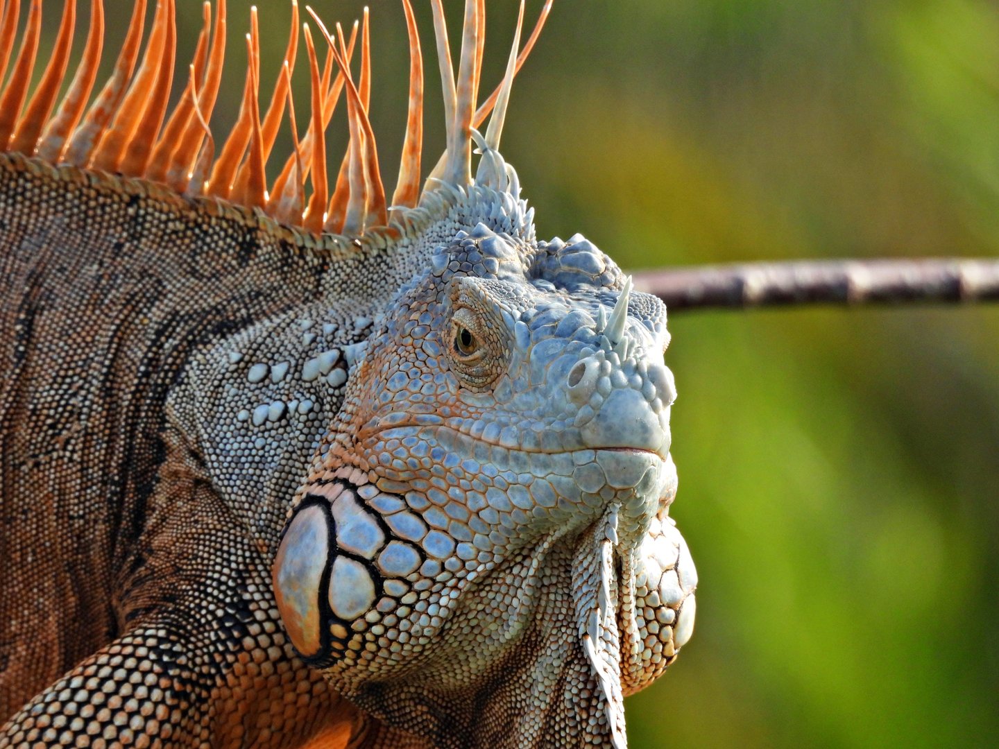 Green Iguana - profile, portrait