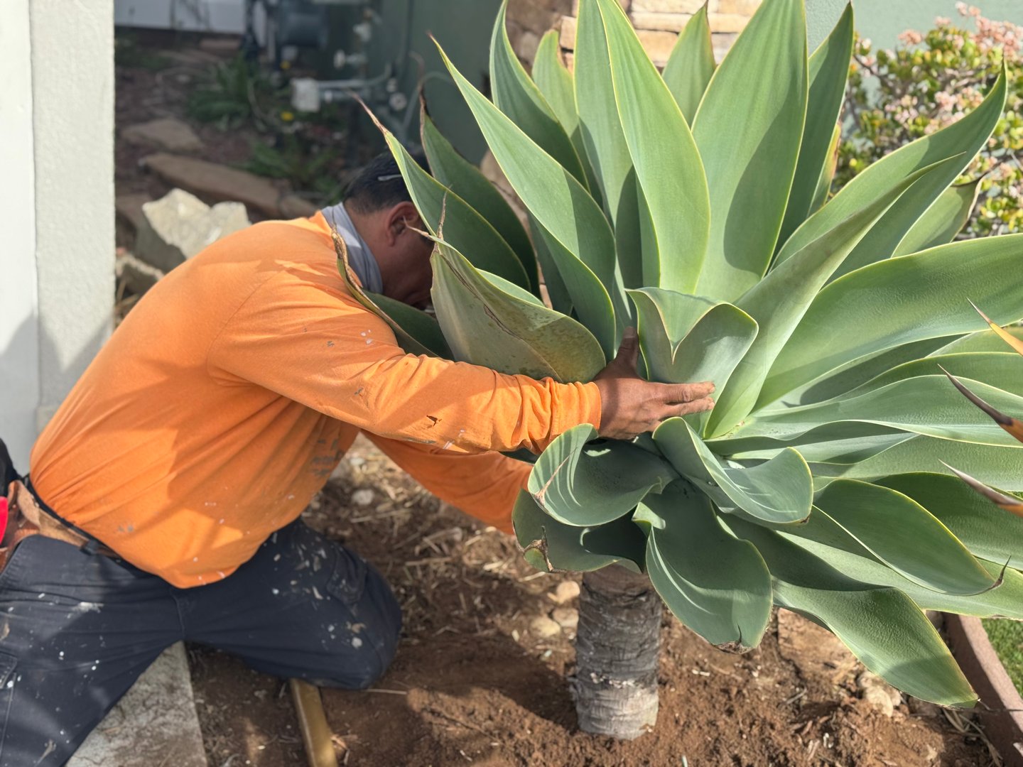 Professional landscape maintenance and lawn care service