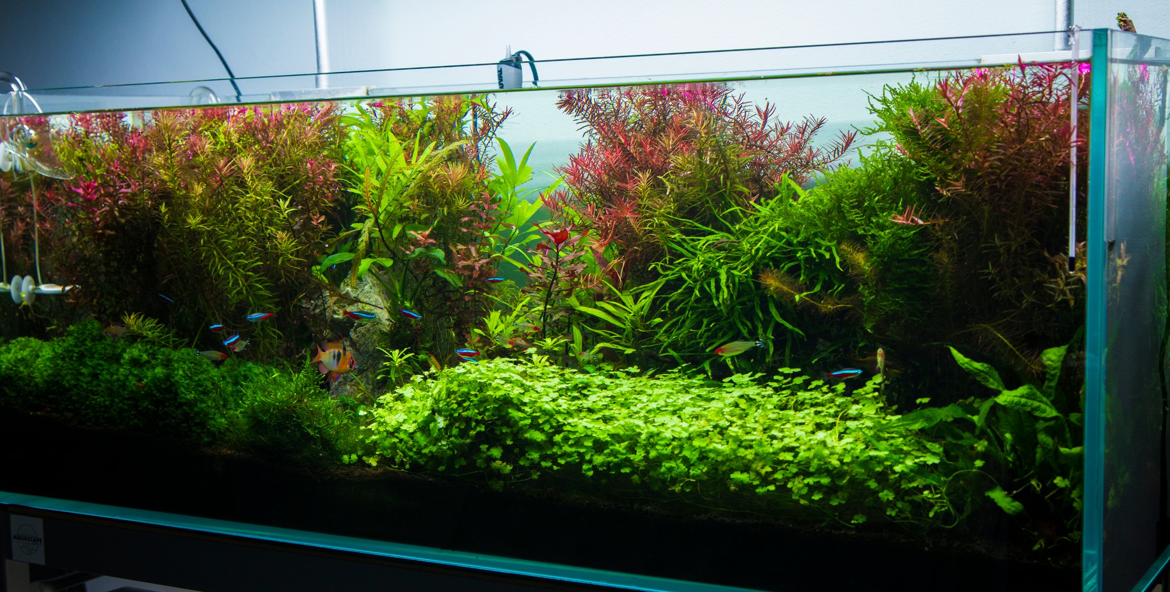 Professionally designed Dutch aquascape with planted tropical freshwater aquarium featuring Cardinal Tetra fish and Platinum Angelfish - expert aquascaping tutorial guide