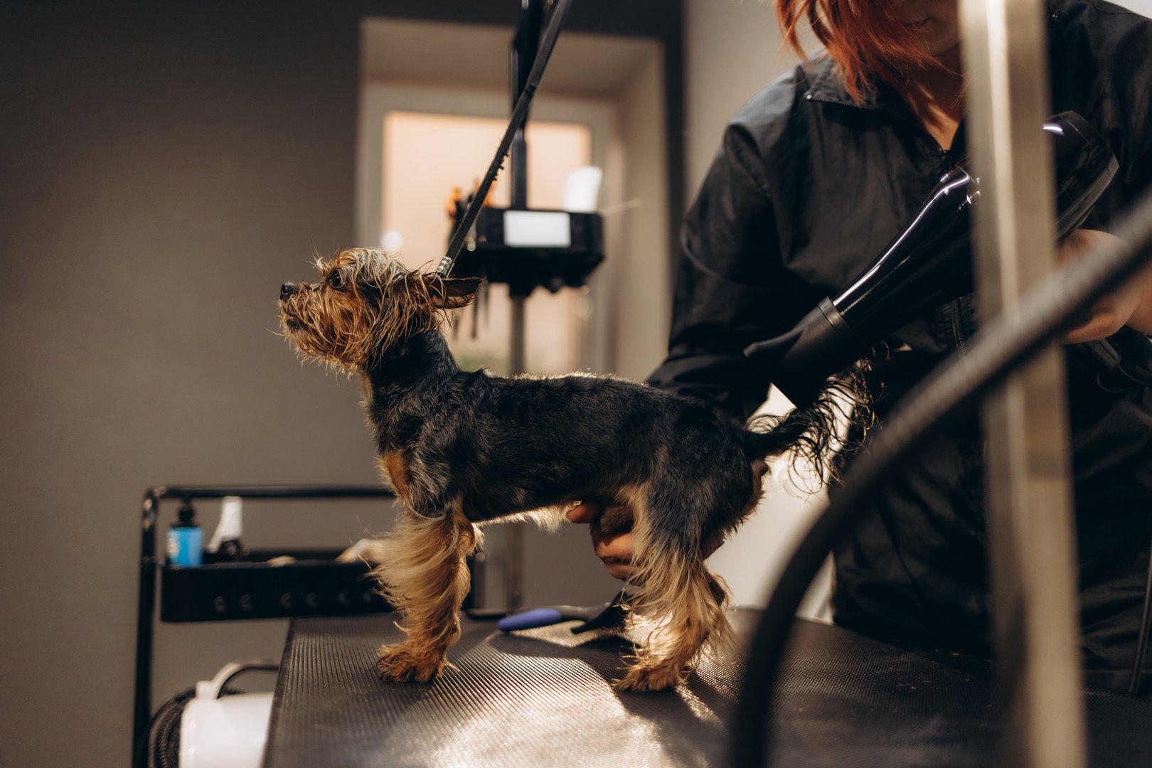 Female groomer haircut yorkshire terrier on the table for grooming in the beauty salon for dogs. process of final shearing of a dog's hair with scissors. muzzle of a dog view