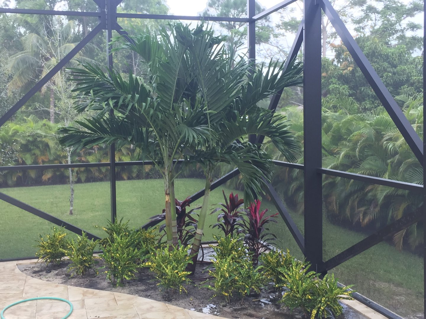 Screened patio with tropical plants, including a palm tree and colorful foliage, surrounded by a lush green lawn.