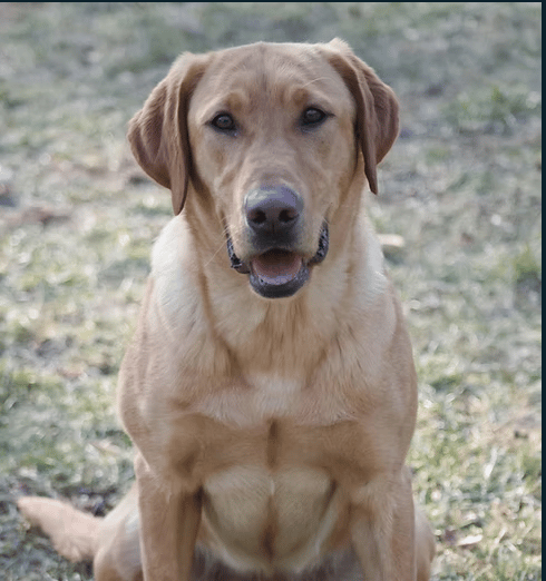 Storm - AKC Master Hunter Labrador
