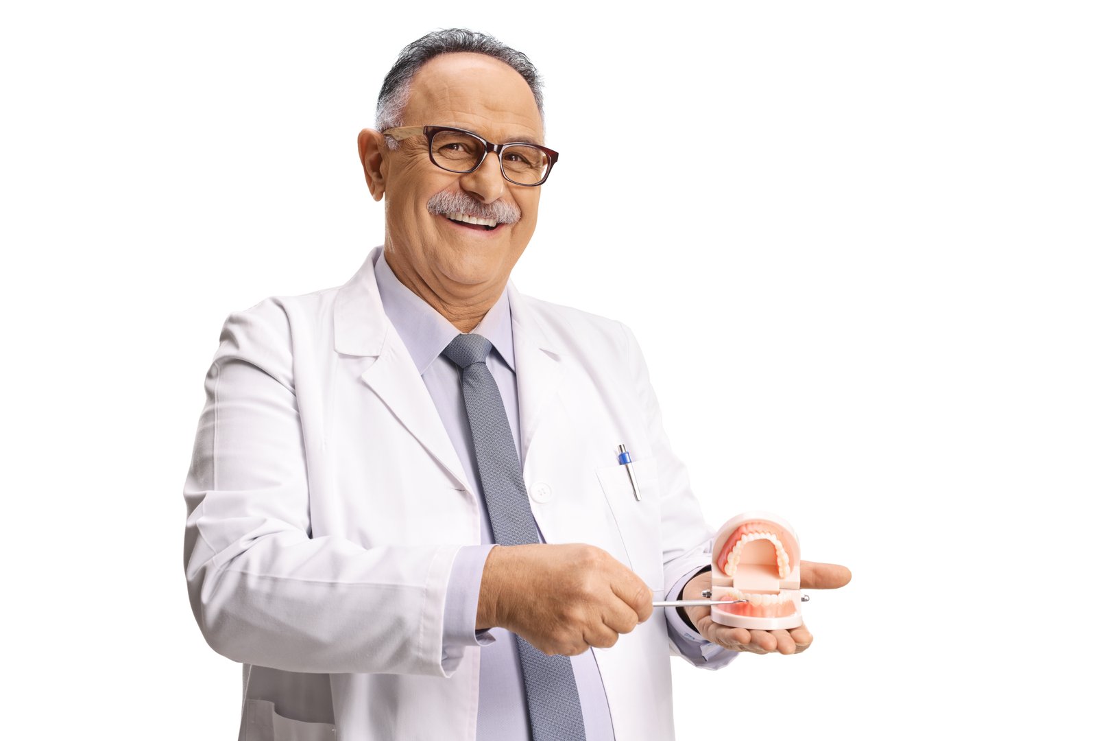 Dentist brushing teeth on a denture model isolated on white background