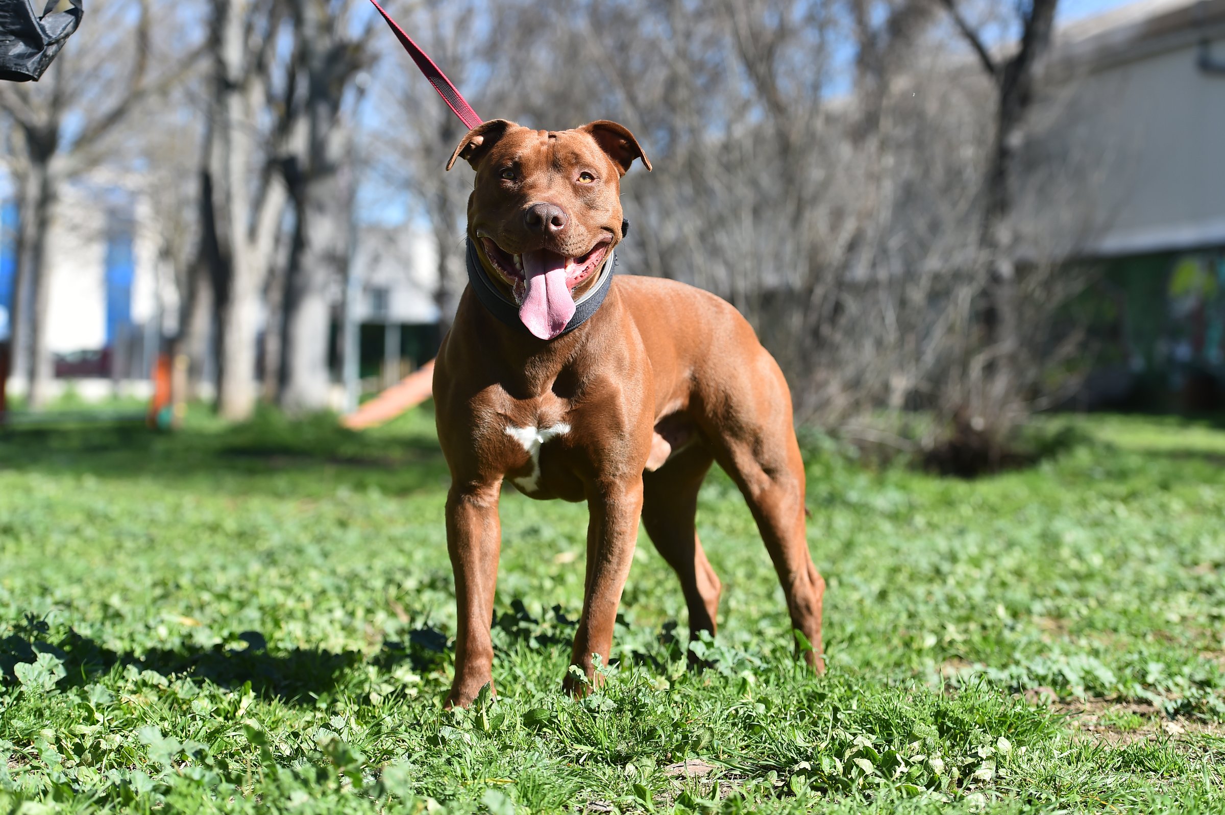 Pit bull dog in the park