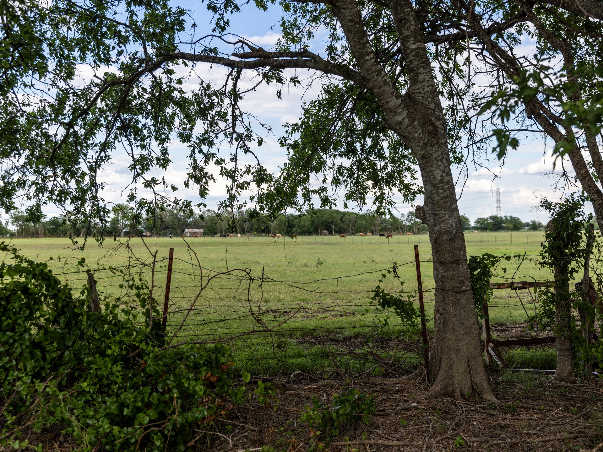View of a lush green field with cows grazing in the distance, framed by trees and a rustic fence in the foreground.