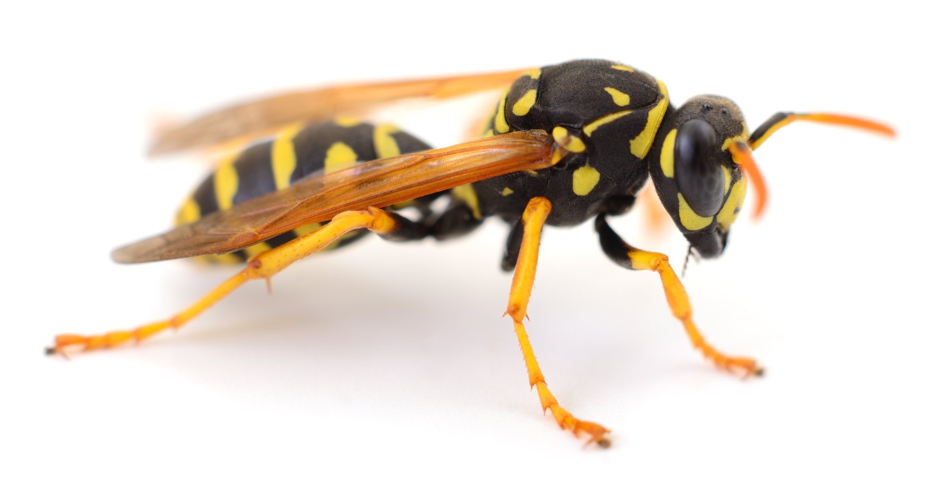 Yellow jacket wasp