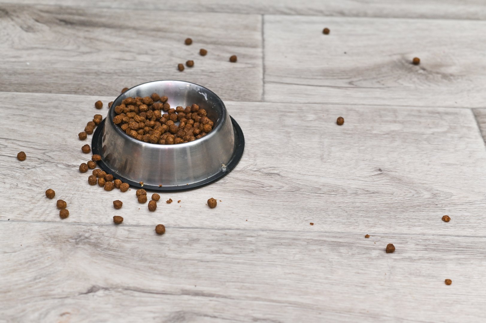 dog or cat food in and around a bowl. concept