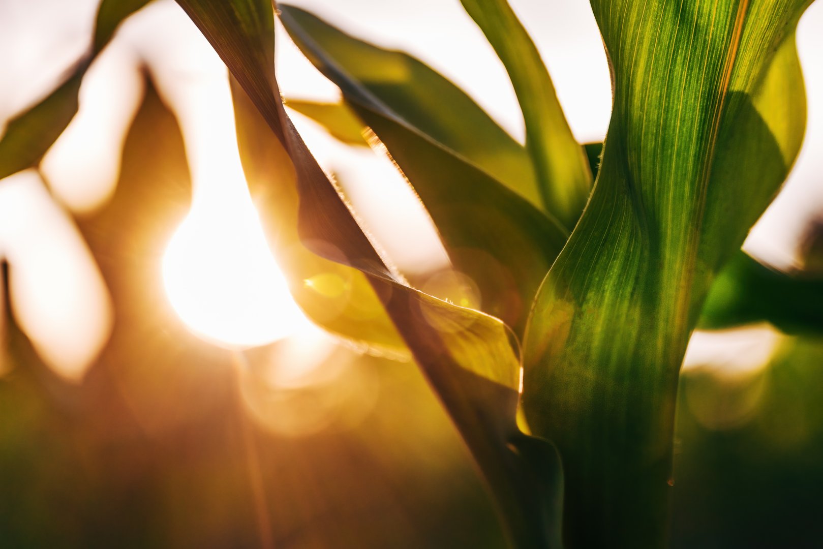 Green corn crop plant leaves in sunset, cultivated agricultural field, selective focus
