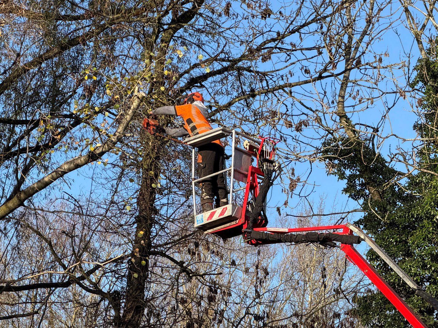 November 18th. 2025 Redditch Worcestershire England UK. Tree surgeon on cherry picker trimming trees and chopping down branches. Sunny day in Autumn.