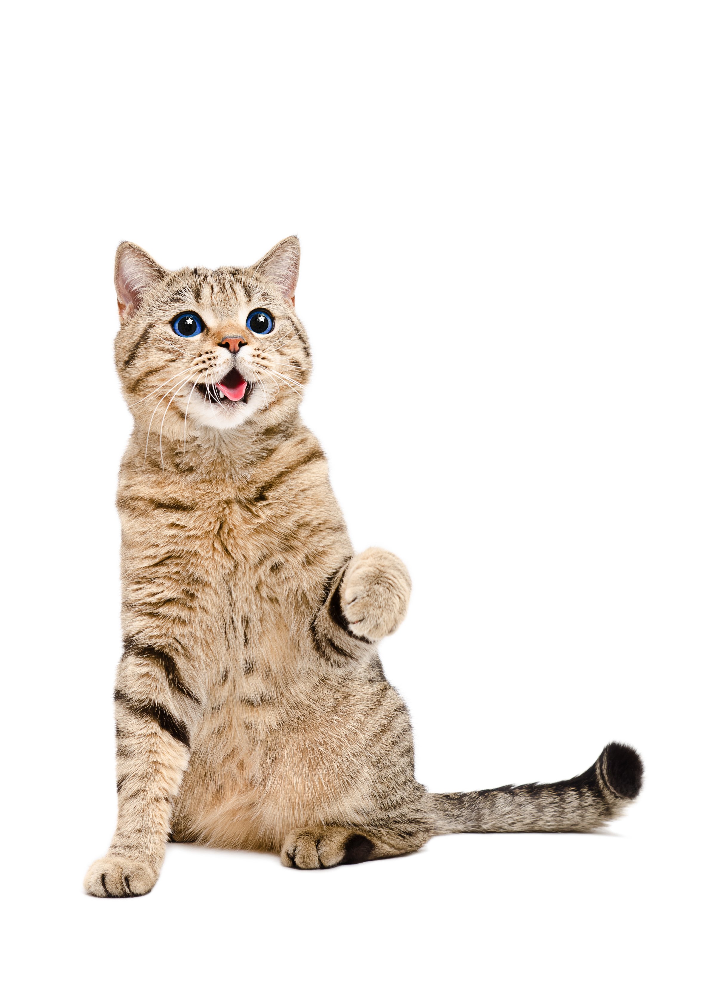 Portrait of a playful cat Scottish Straight with the reflection of the stars in the eyes