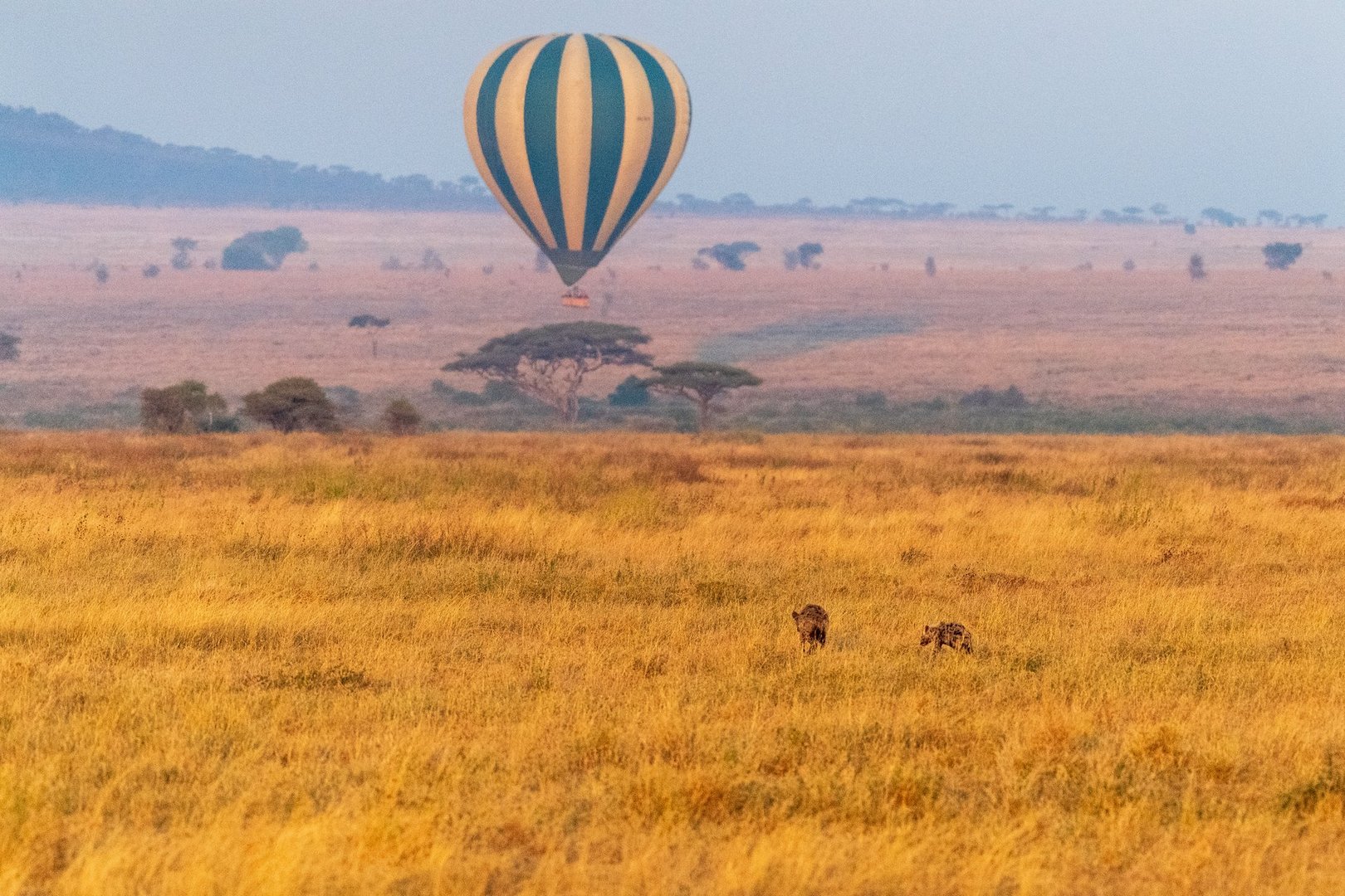 Telephoto of a Marabou Stork - Leptoptilos crumenifer- in flight. Image from the Ngorogoro Crater in Tanzania. A pair of spotted hyenas is seen in the foreground