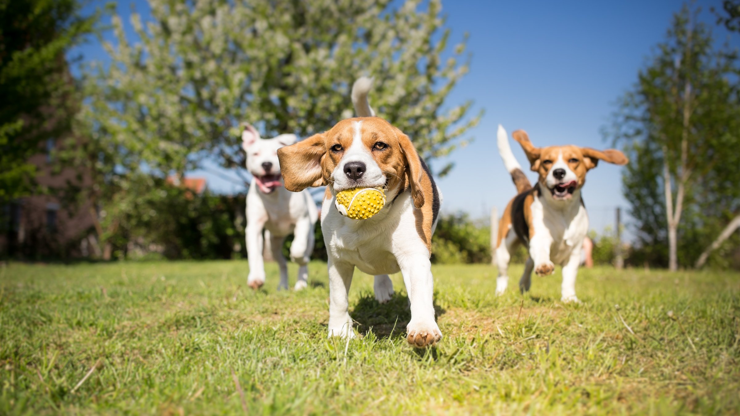 Happy dog playing with ball in our care