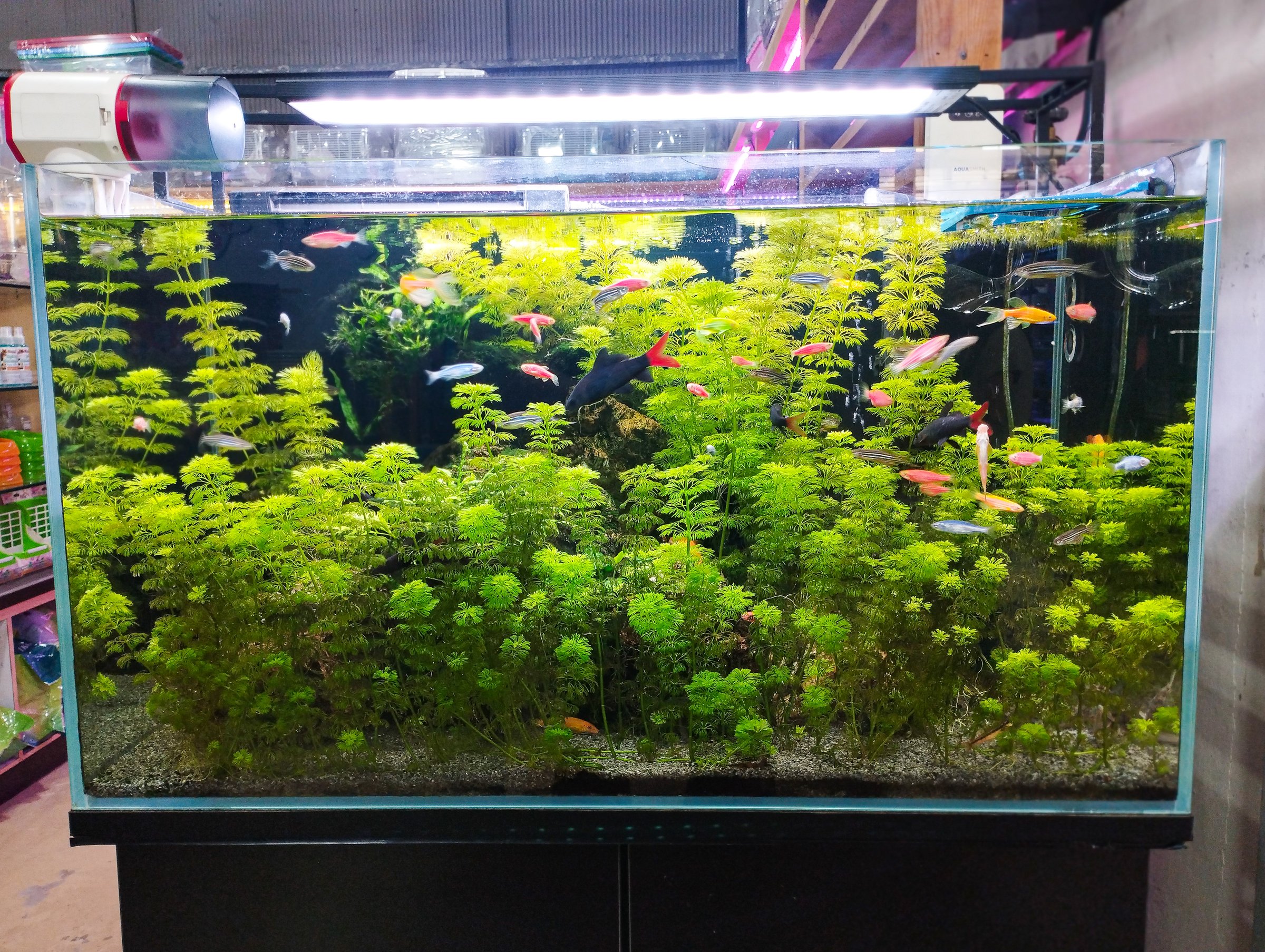 A lushly planted freshwater aquarium featuring a variety of colorful tropical fish swimming among dense green aquatic vegetation.