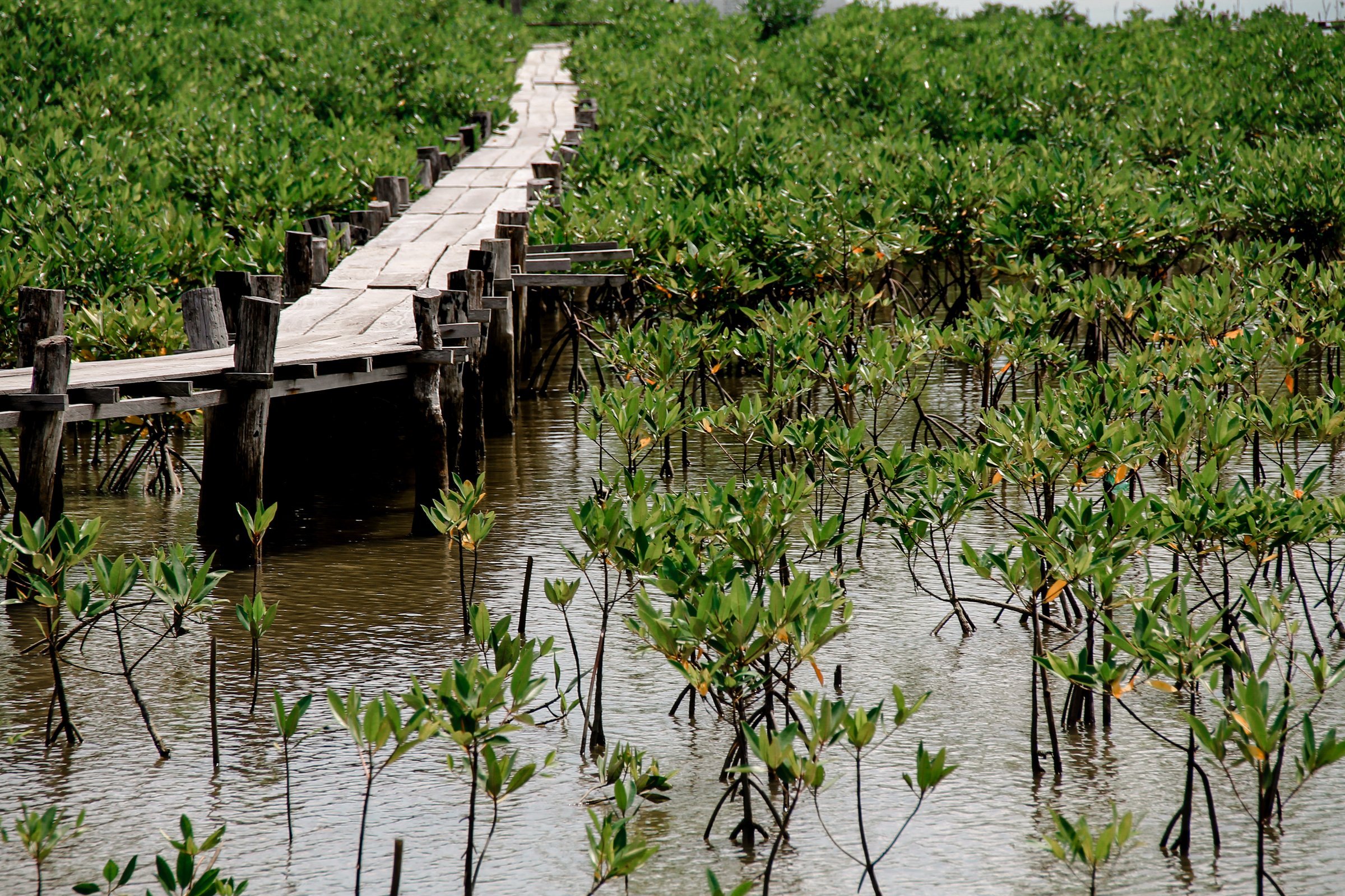 Wooden pathway in the middle of a mangrove conservation area where seedlings are replanted