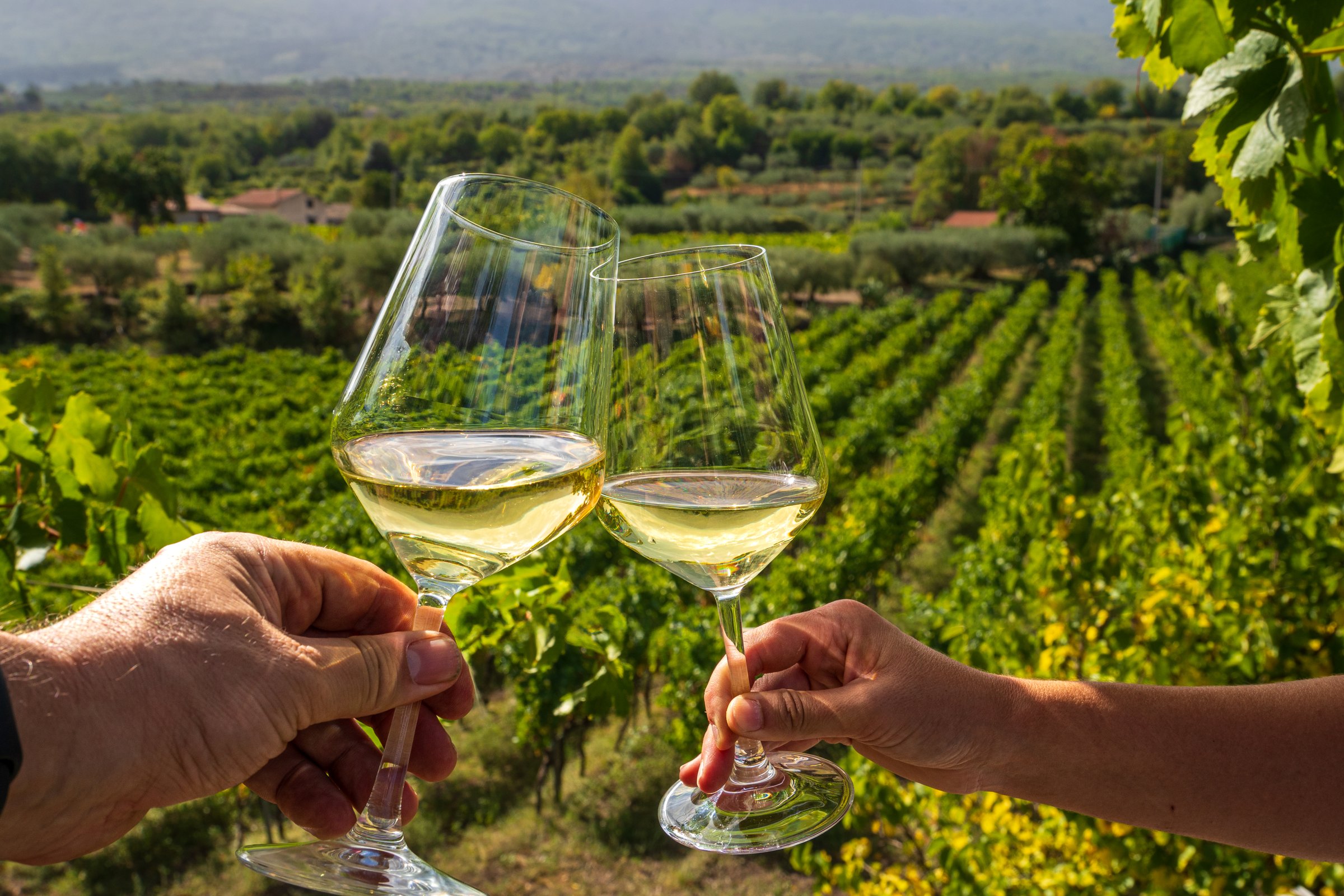 Cheers with two glasses of white wine in Sicilian vineyard during grape harvest, celebrating the wine culture in the countryside.