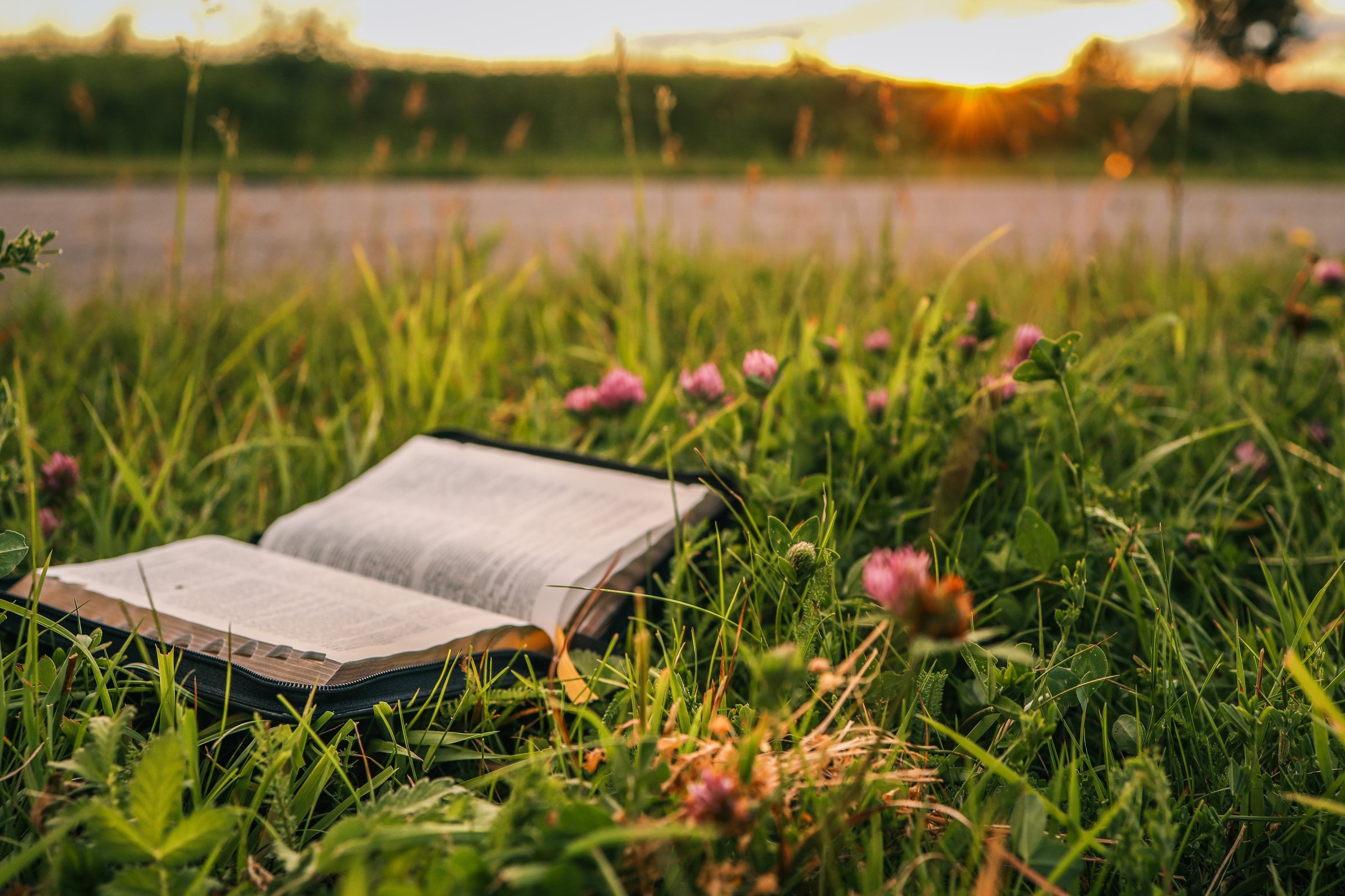 Open Bible resting in green grass with blooming pink clover flowers during golden hour sunset, evoking a peaceful and spiritual atmosphere in nature.