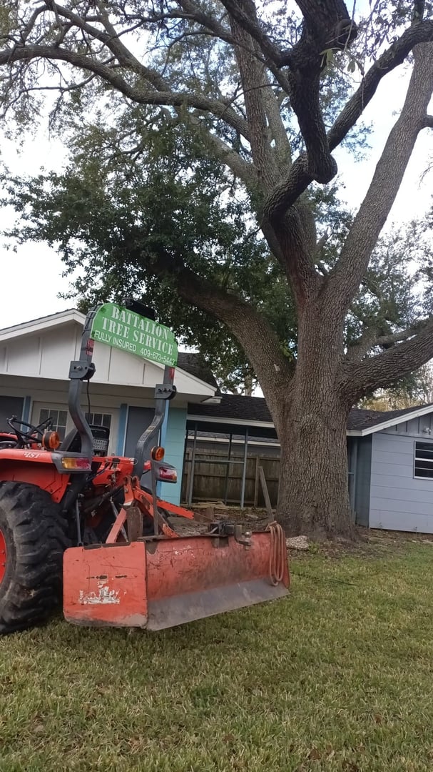 Commercial tree maintenance