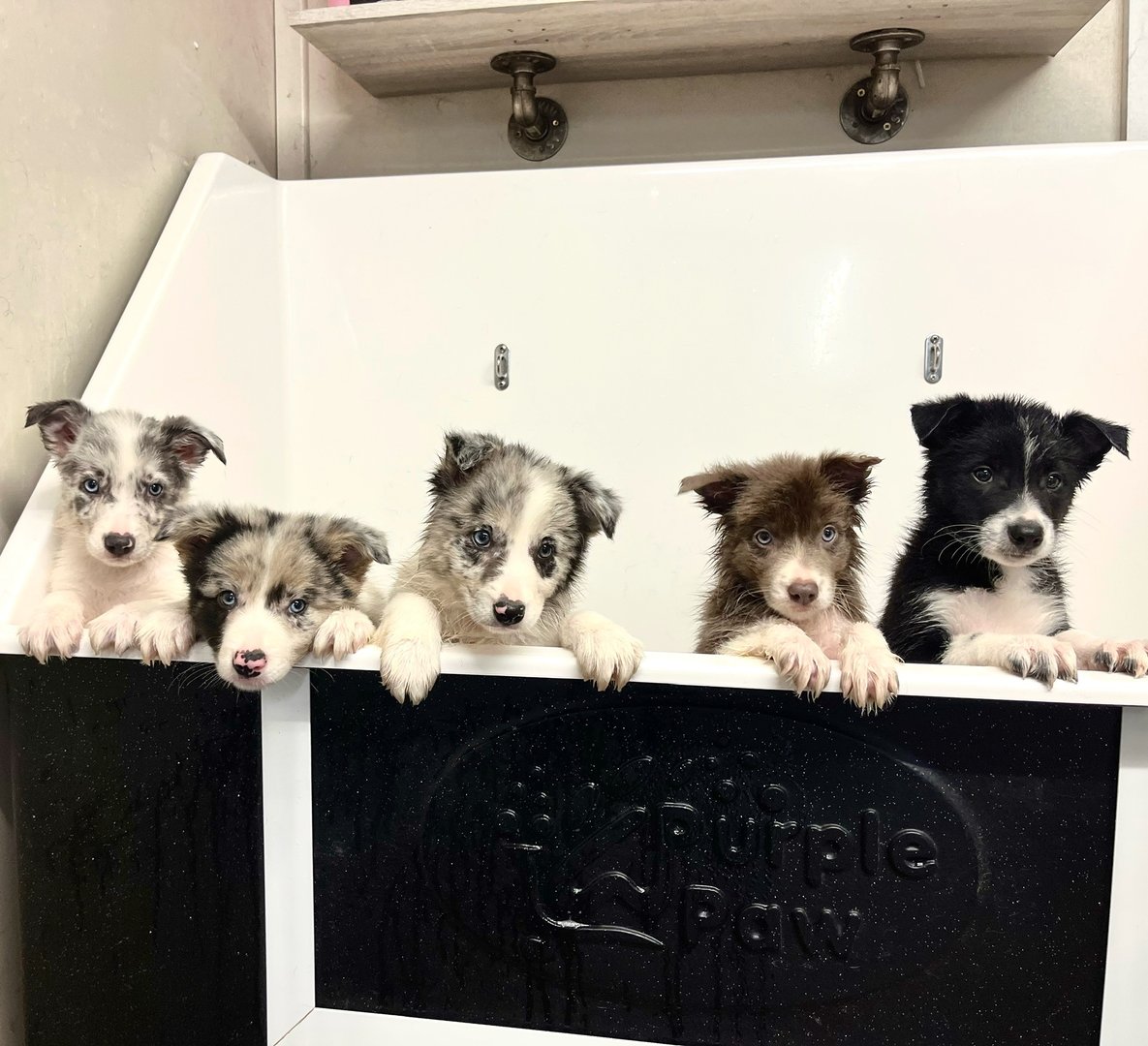 Border Collie puppies getting a bath at Park Hills Farm