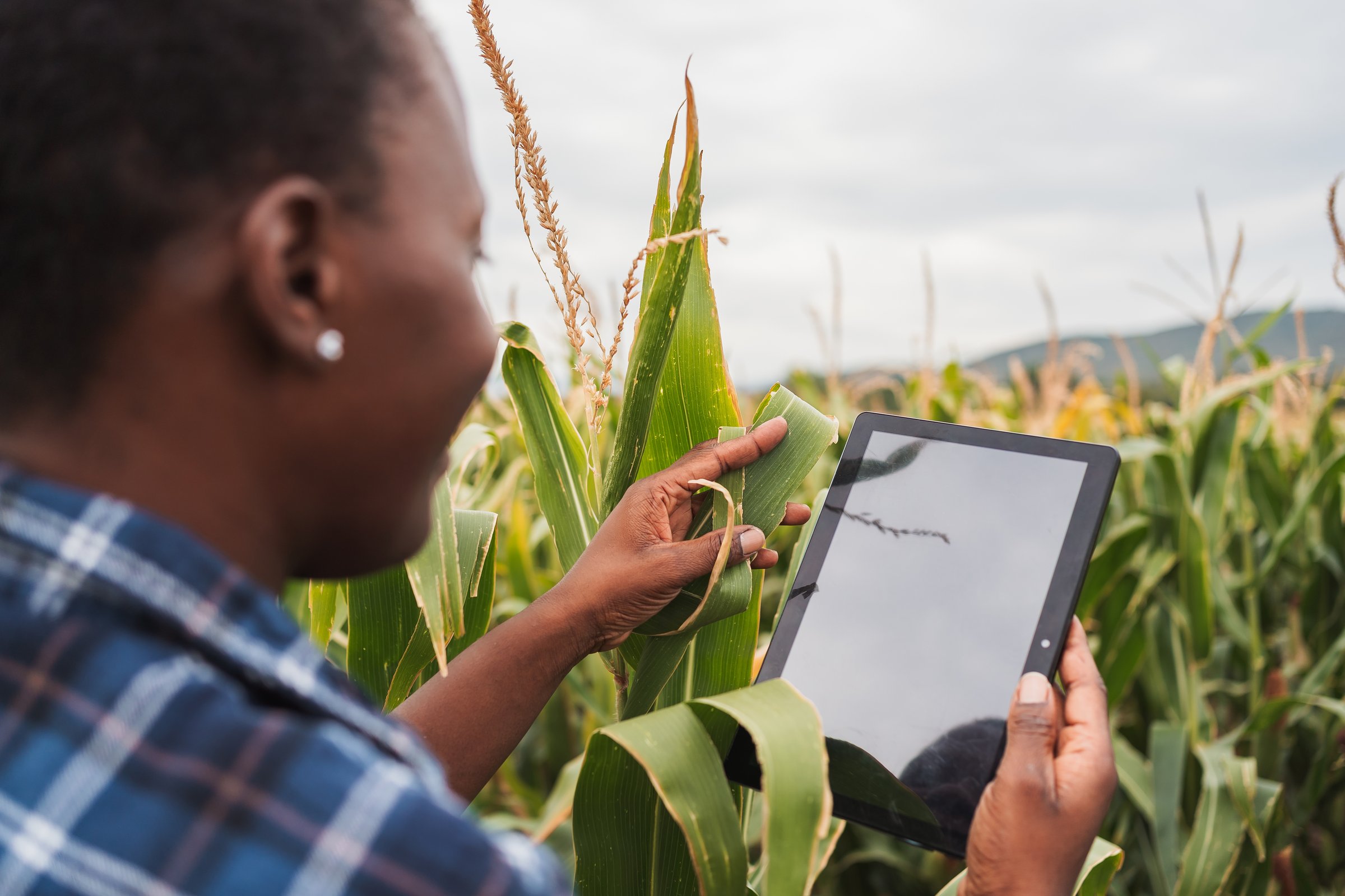 Female farmer using digital tablet while inspecting corn crops in cultivated field
