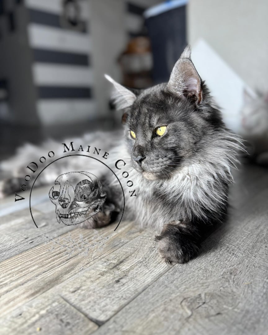 A Maine Coon cat with long, fluffy fur and yellow eyes lying on a wooden floor indoors. Logo says "VooDoo Maine Coon."