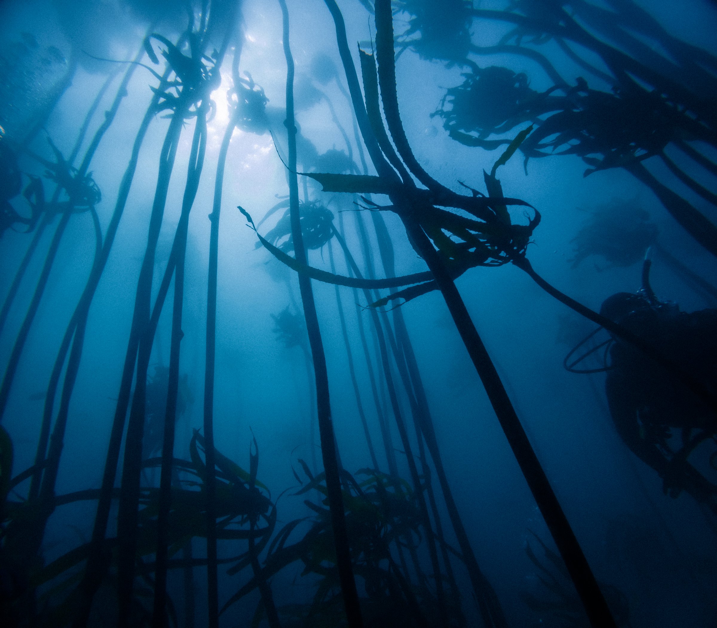 A mesmerizing underwater view of the kelp forests in Cape Town, South Africa, with towering kelp stalks swaying gracefully in the ocean currents. The scene highlights the vibrant marine ecosystem, showcasing the rich biodiversity and tranquil beauty of this underwater wonderland. Perfect for marine life, nature, and underwater photography themes.