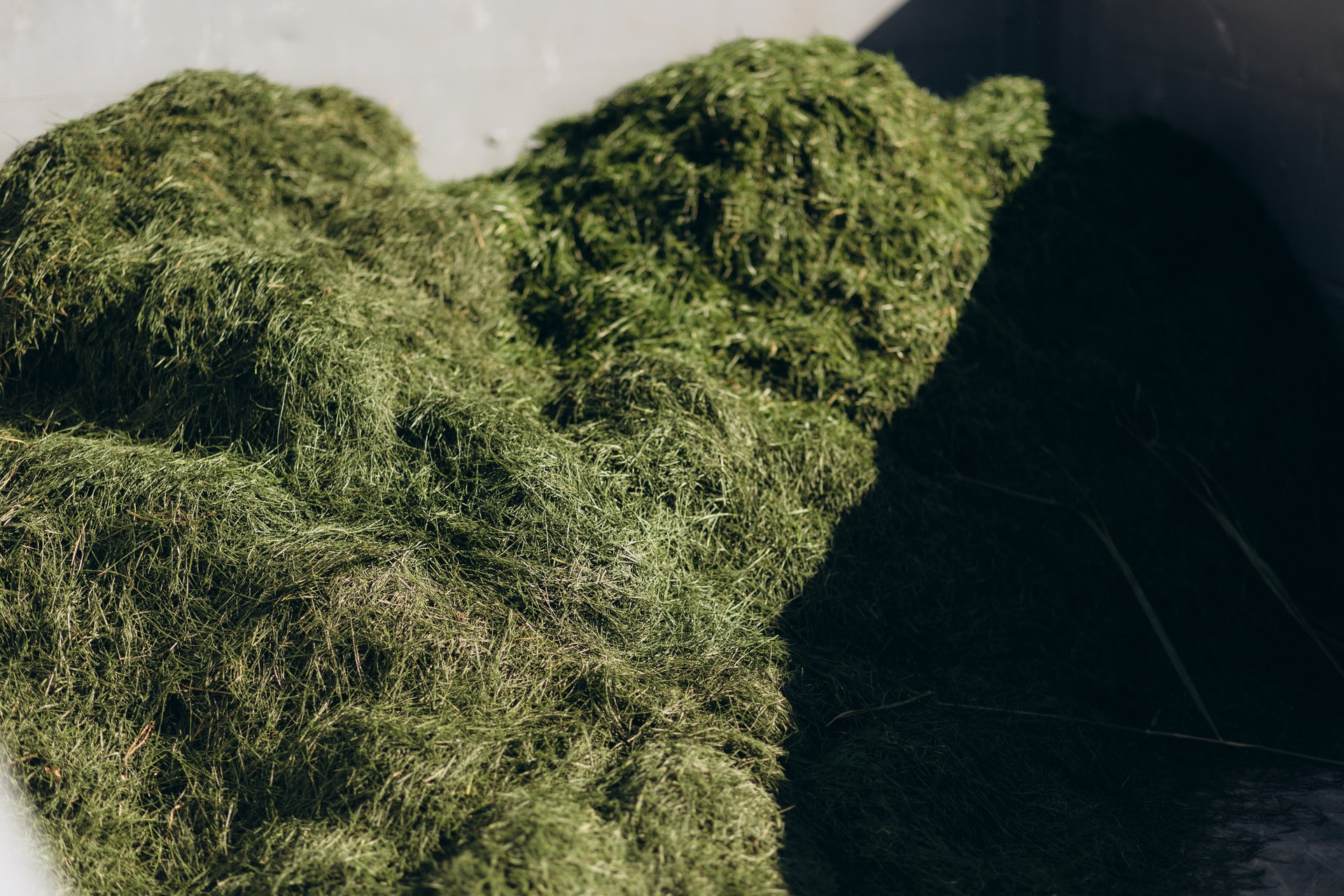 A pile of freshly cut grass in a waste container in a back yard garden of a hillside view home with a lawnmower in the distance. Selective focus on the grass leaves clippings.