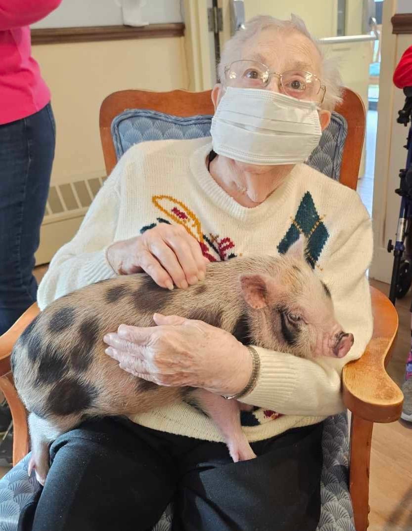 Pig on white background