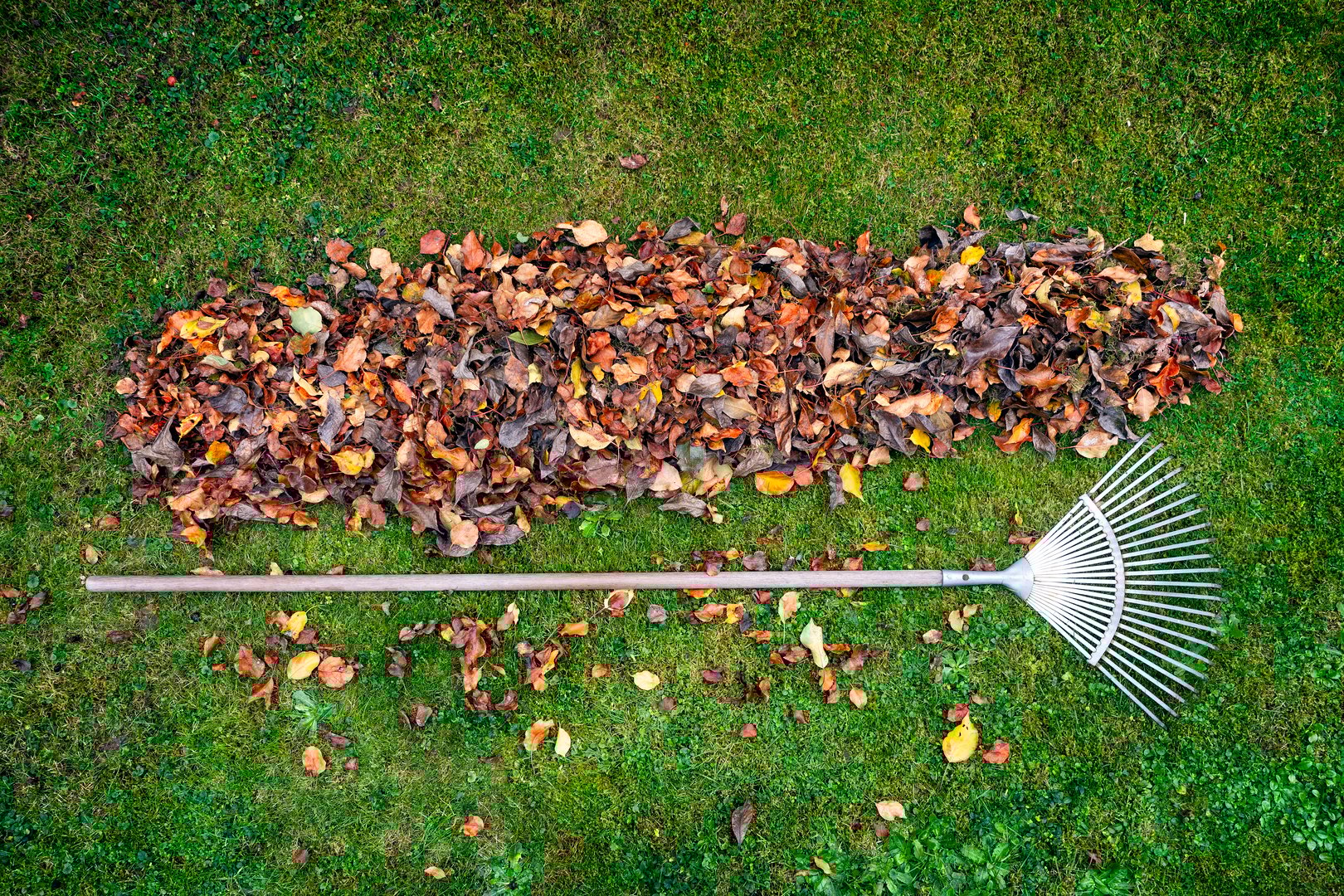 Long narrow pile of fall leaves next to a rake on green grass in a garden. Top down view from above.