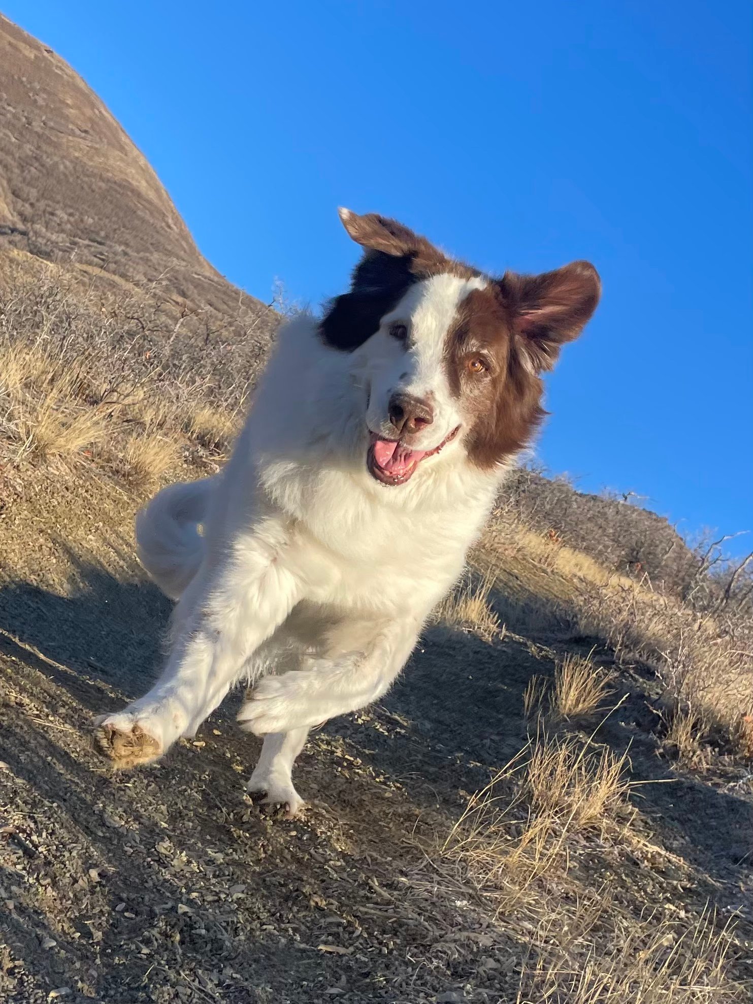 Dog running and playing in Salt Lake City