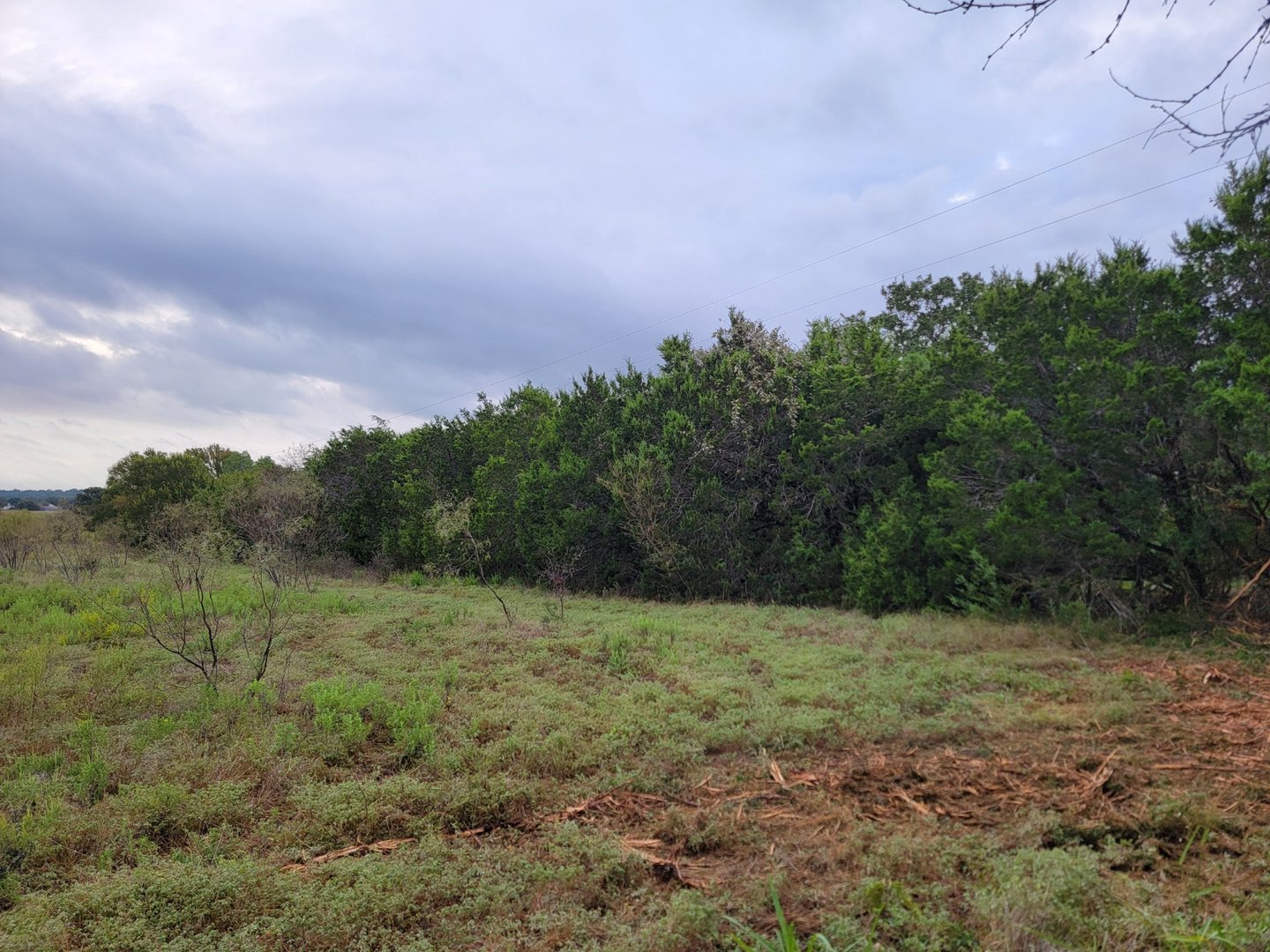 Cedar mulching project