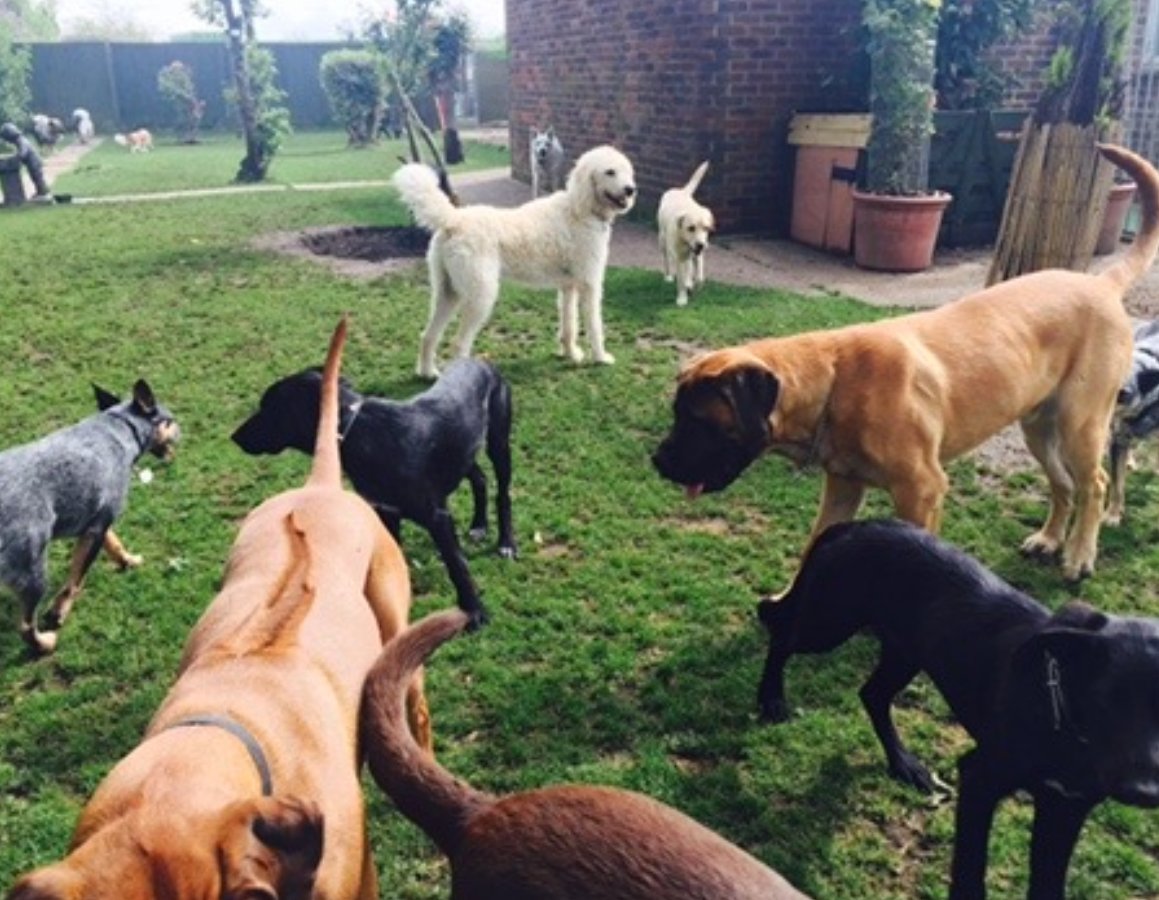 Professional doggy waste removal service