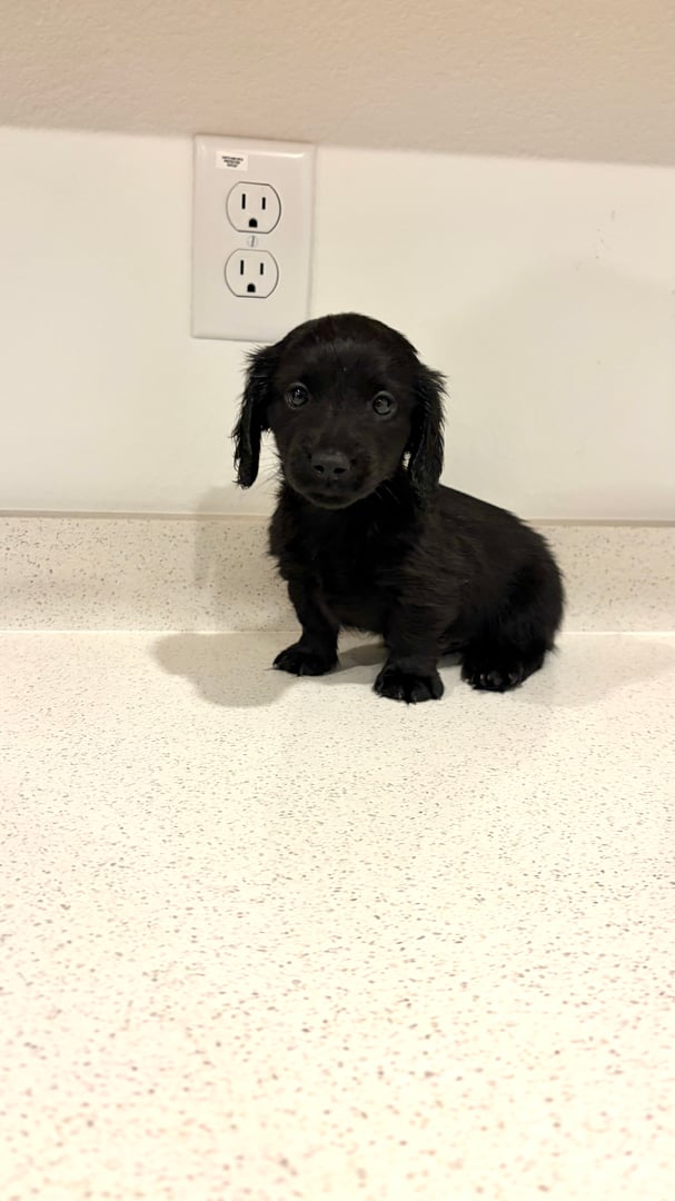 Dachshund puppy