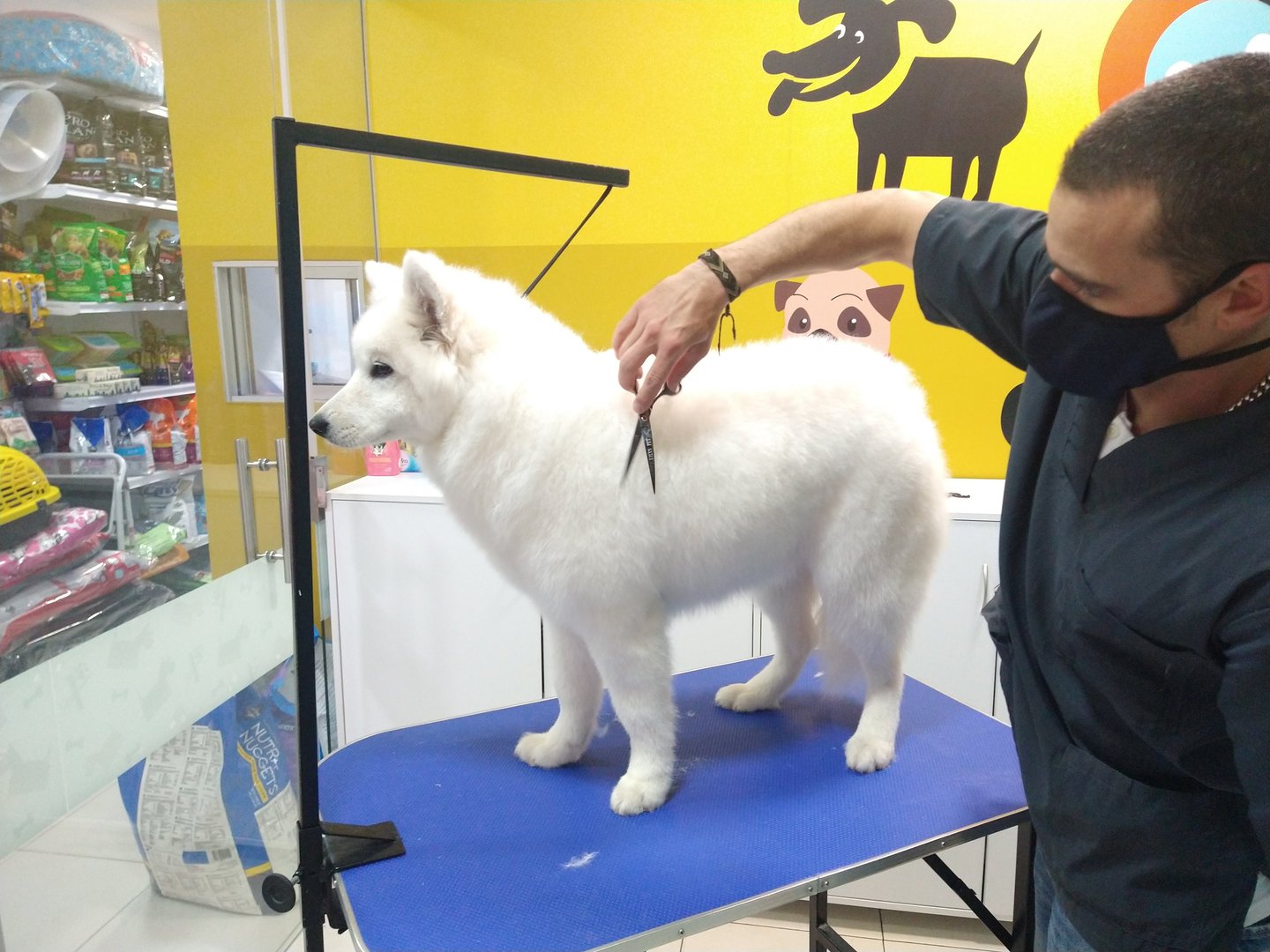 A groomer trims a fluffy white dog standing on a grooming table in a pet salon with a colorful wall mural.