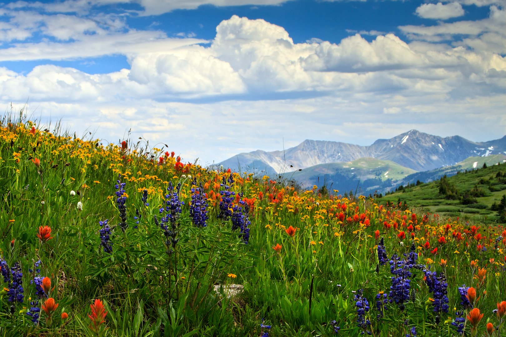 Colorado wildflowers mountains